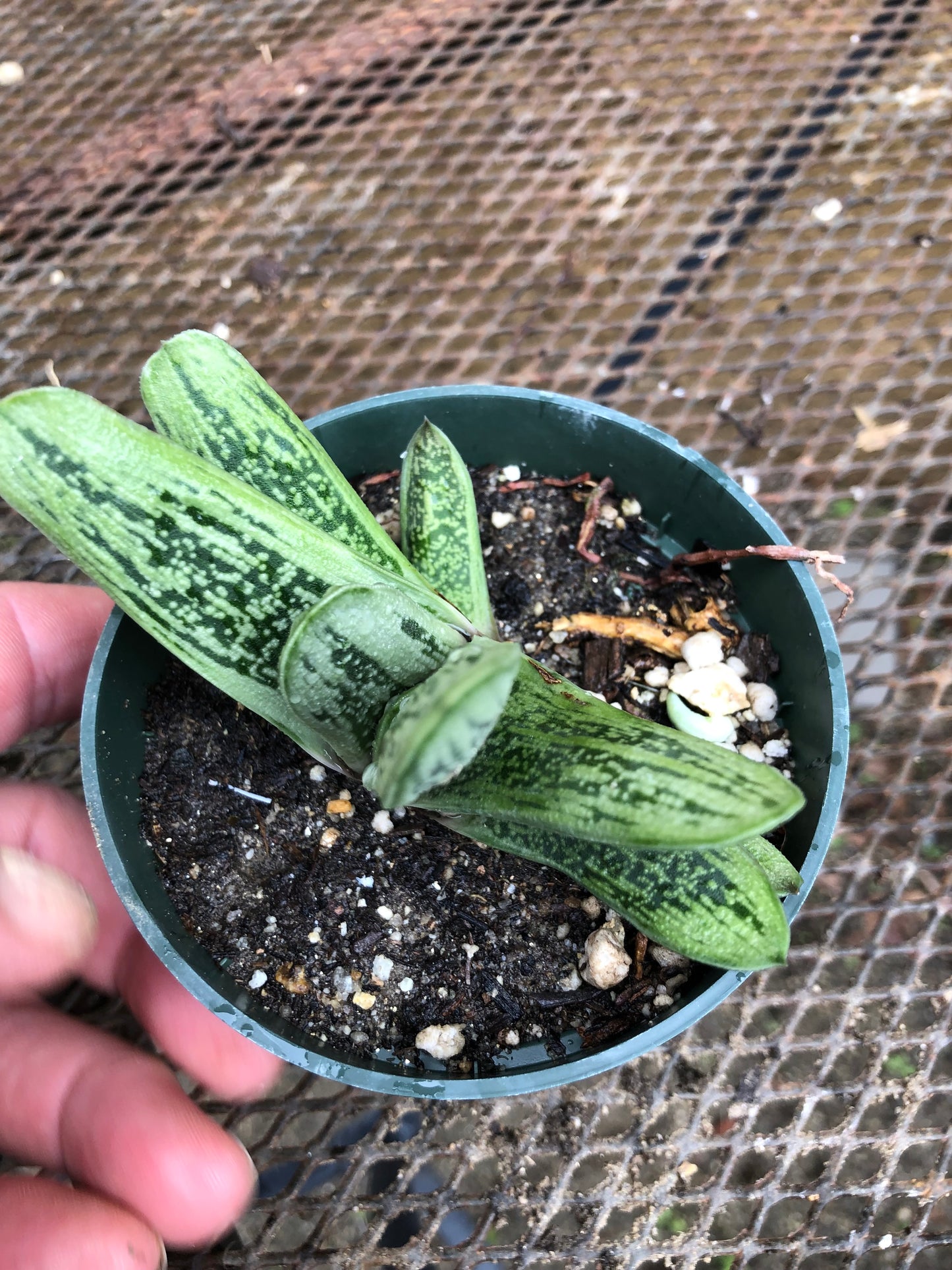 Gasteria Little Warty 3.5”W