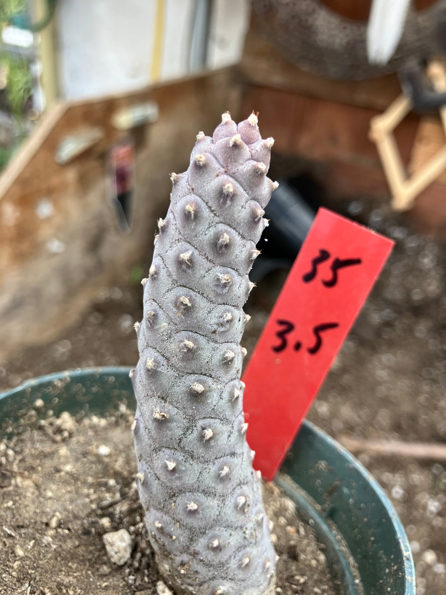 Pine Cone Cactus Tephrocactus~ articulatus var. diadematus Pinecone 3.5"Tall #35R