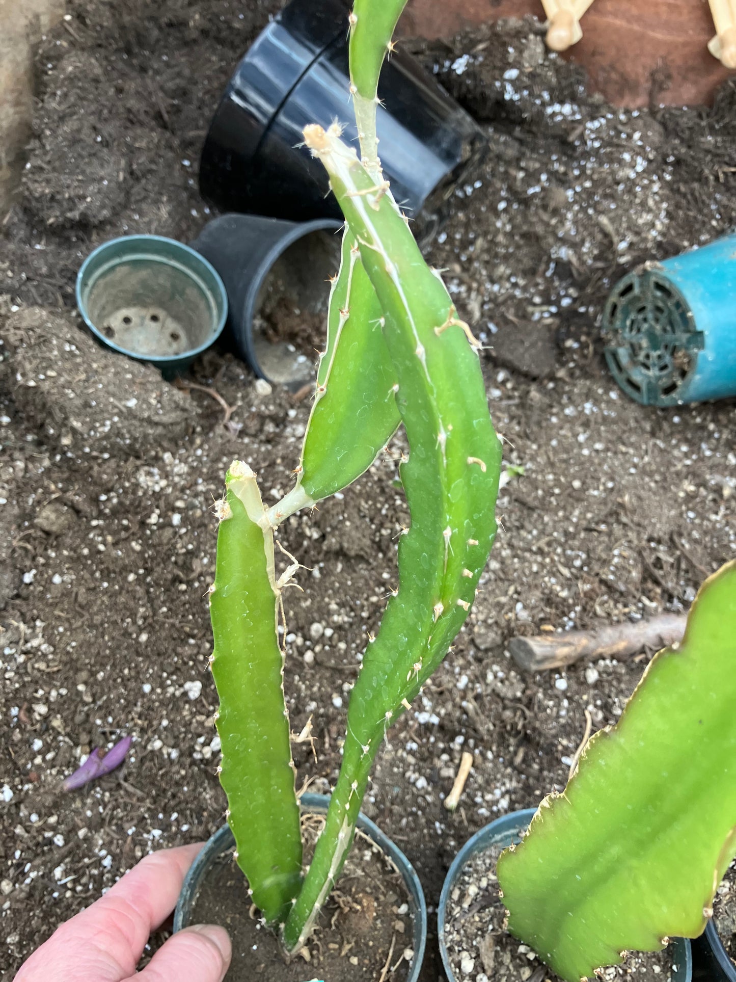 Dragon Fruit Plant Rooted Pitaya or Pitahaya 16" Tall #16G