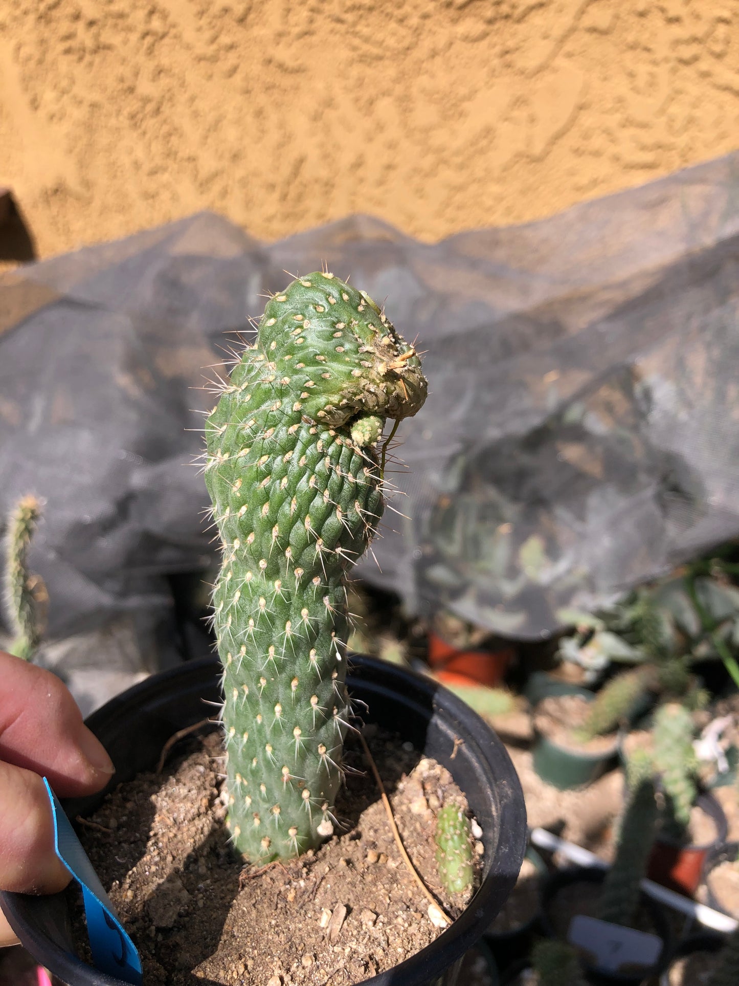 Cylindropuntia fulgida Cholla Boxing Glove Cactus Crest 4.5"Tall #46G