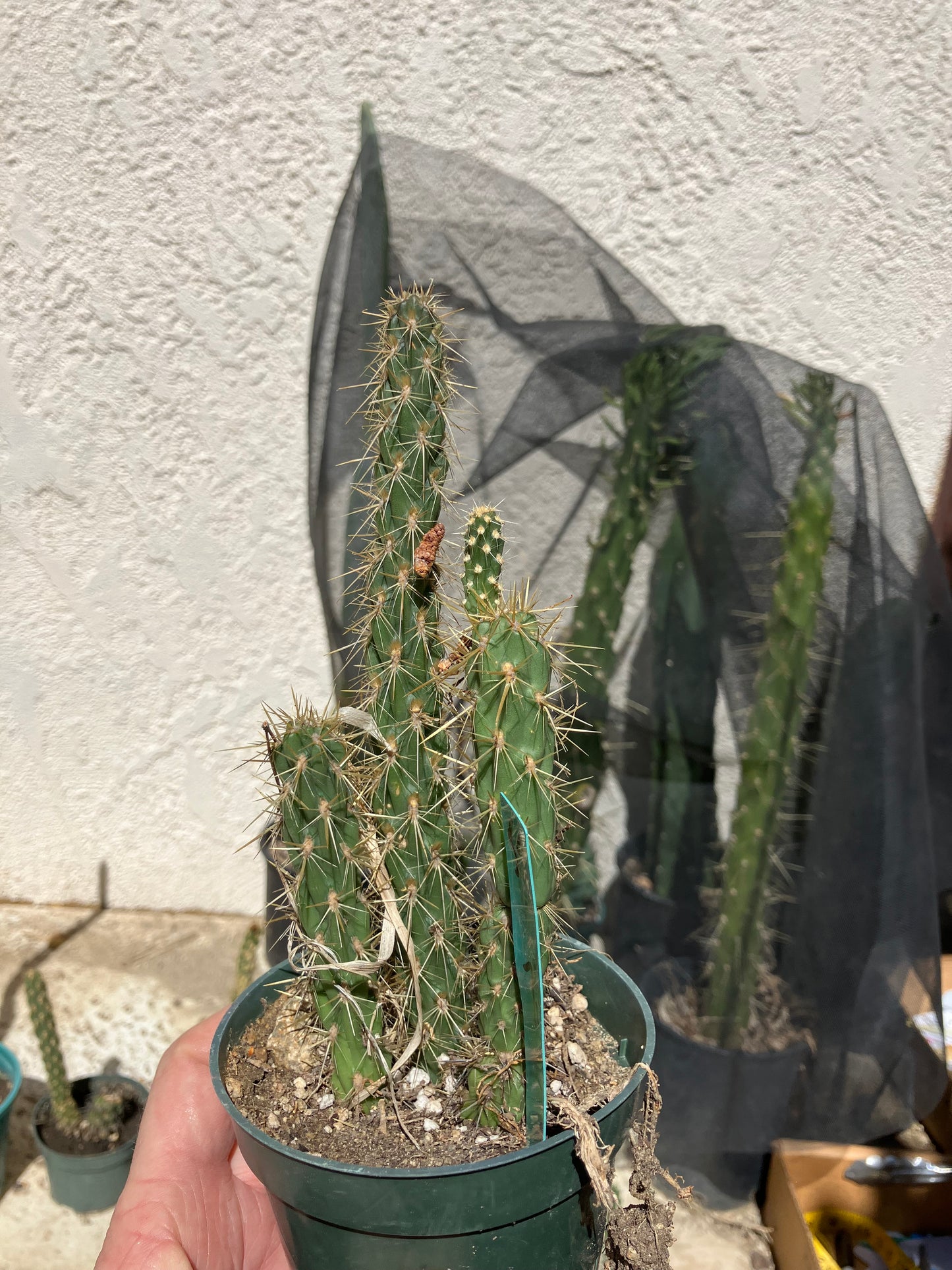 Cholla Cylindropuntia Buckhorn Cactus 7.5”Tall #57G