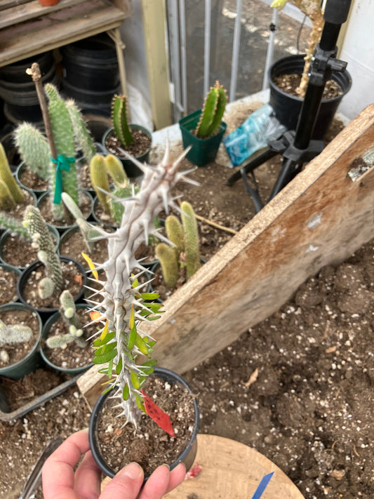 False Ocotillo Alluaudia Procera 13”Tall Rooted Cactus #131R