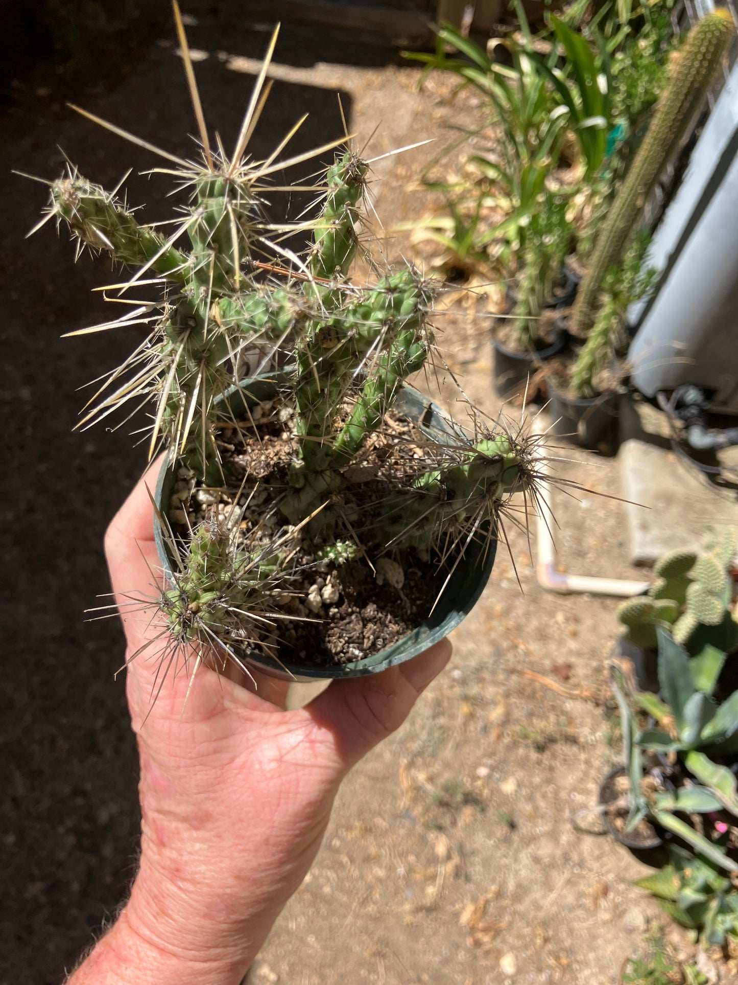 Cholla Cylindropuntia Buckhorn Cactus 5”Tall #51W