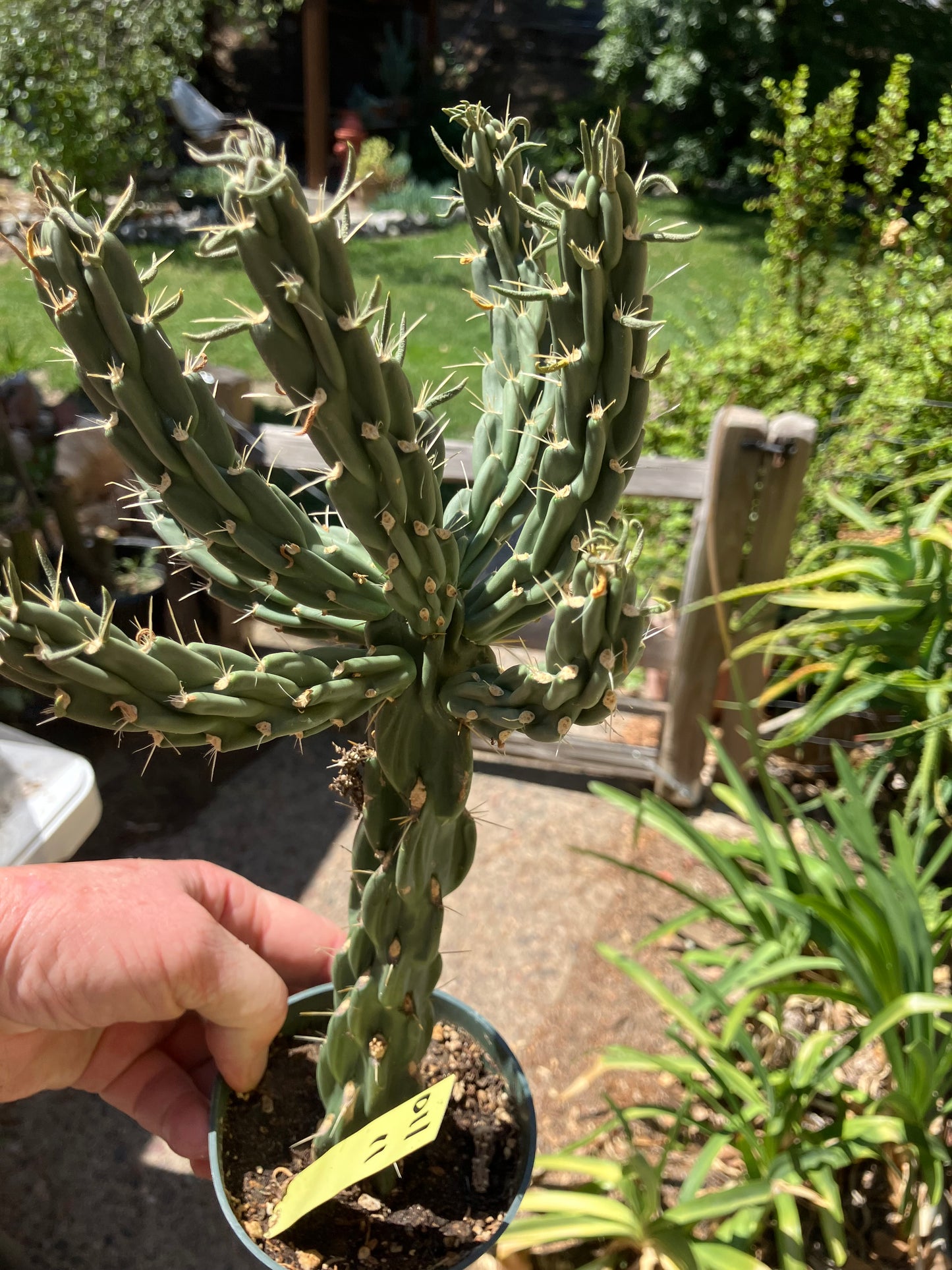 Cholla Cylindropuntia Buckhorn Cactus 12”Tall #011Y