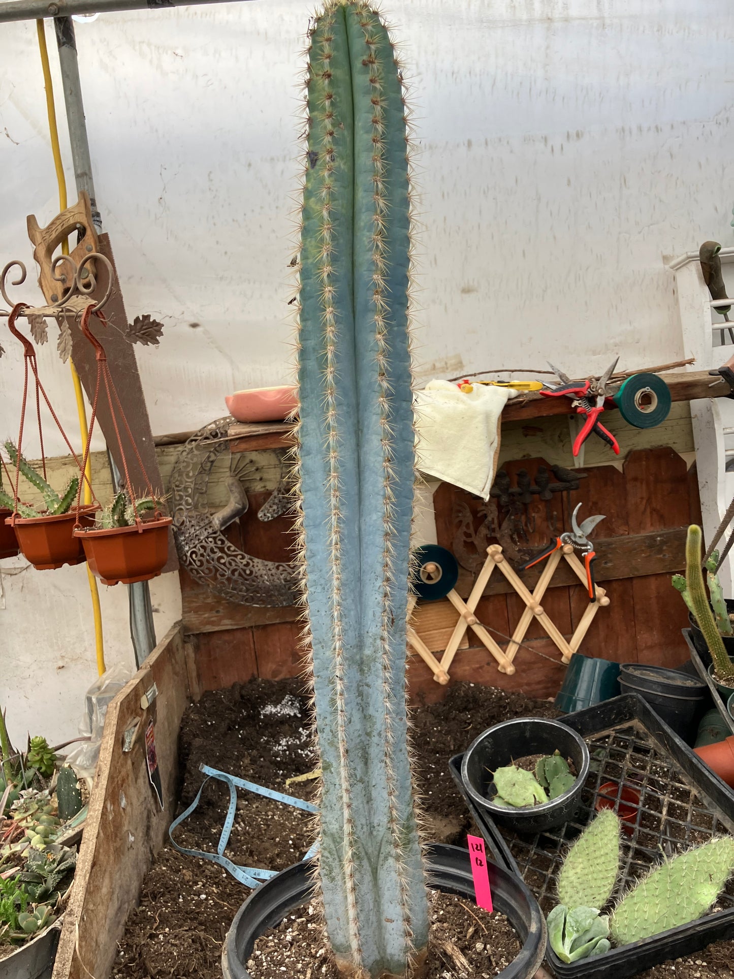 Pilosocereus Blue Azureus Cactus 31" Tall 11.25"Circumference #311P