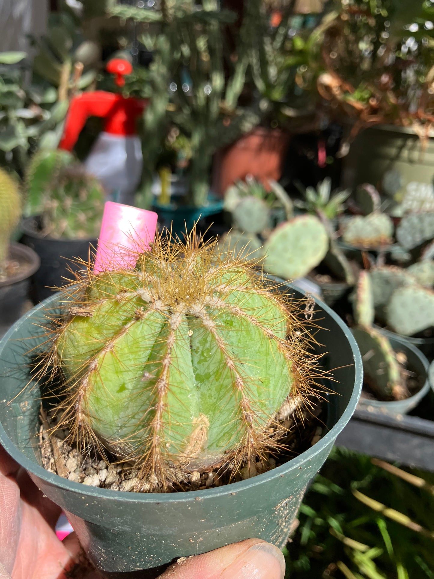 Notocactus Magnificus  Balloon Cactus Fast Grower 2” Tall, 2" Wide #22p