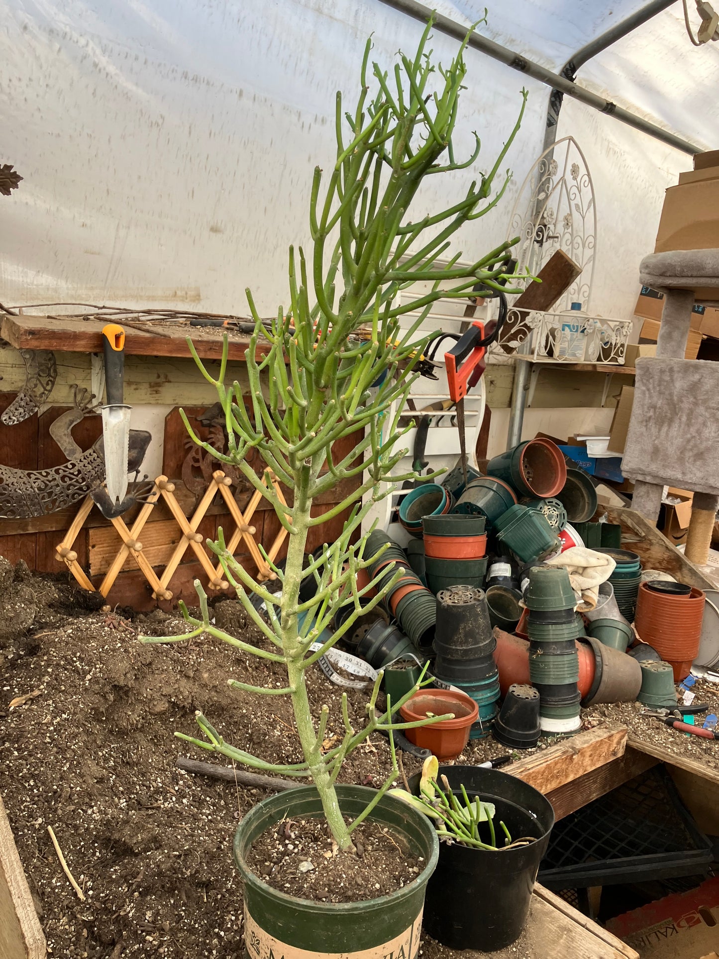 Euphorbia tirucalli Fire Stick 36"Tall 11"Wide #7G