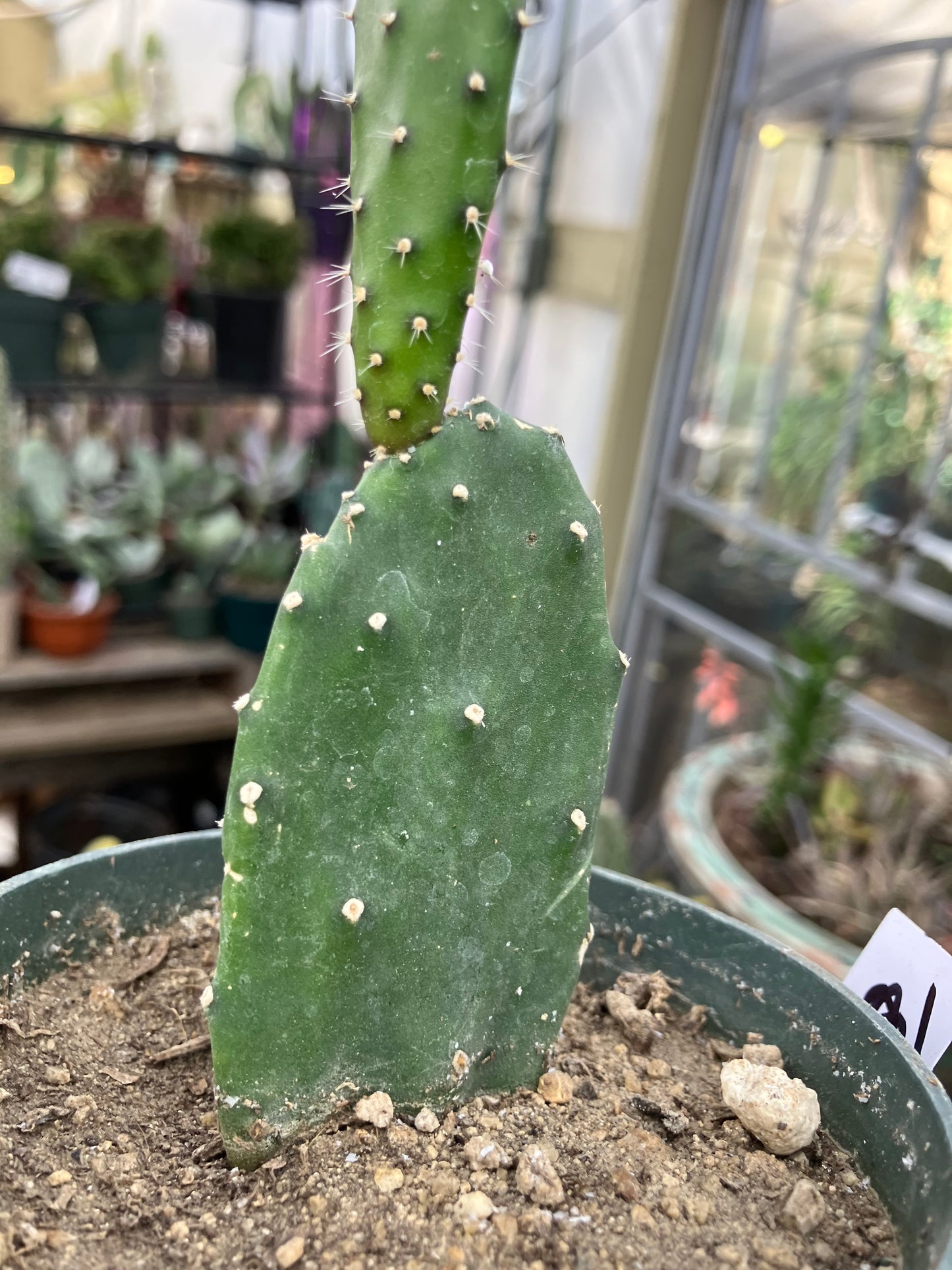 Opuntia Emerald wave Cactus 8”Tall #91W