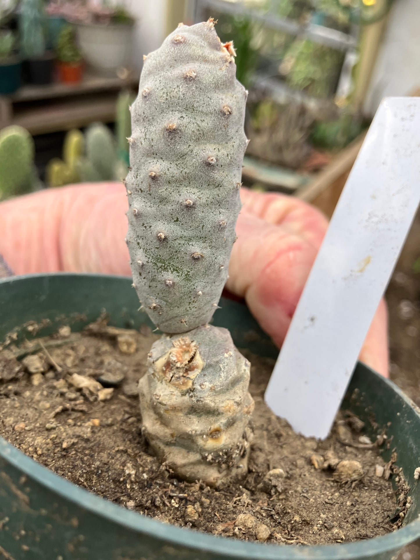 Pine Cone Cactus Tephrocactus~ articulatus  var. diadematus Pinecone 3.5"Tall #53W