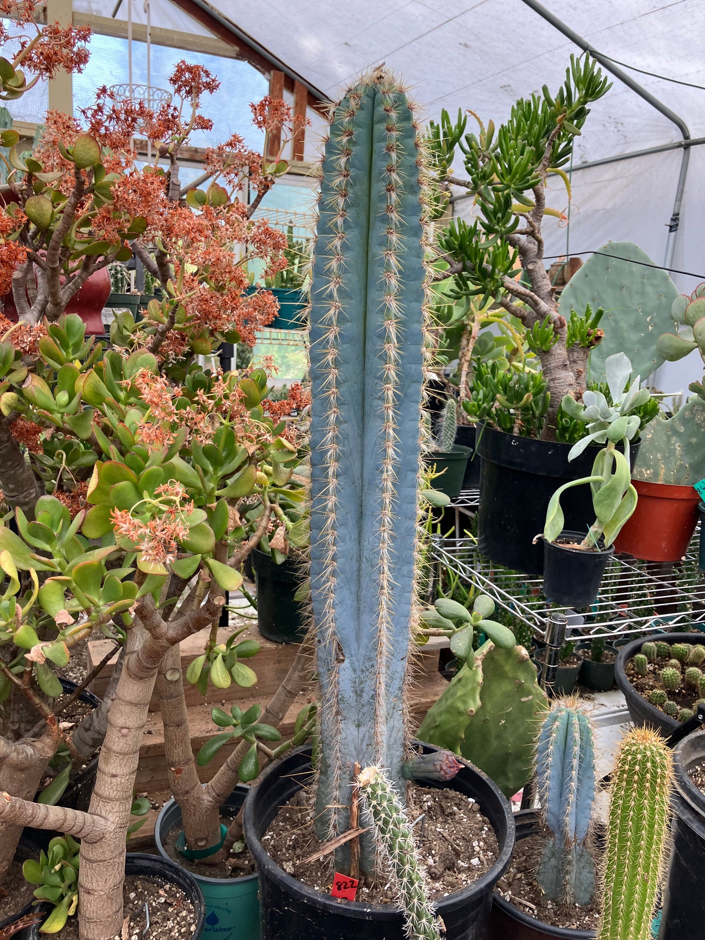 Pilosocereus Blue Azureus Cactus 28" Tall 12.5"Circumference #822R