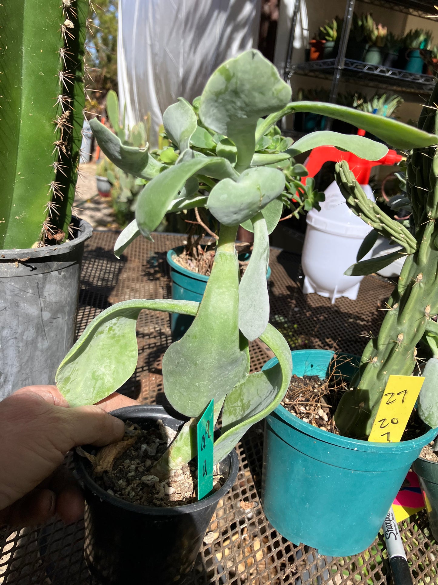 Cotyledon Silver Waves Succulent 9"Tall #99G