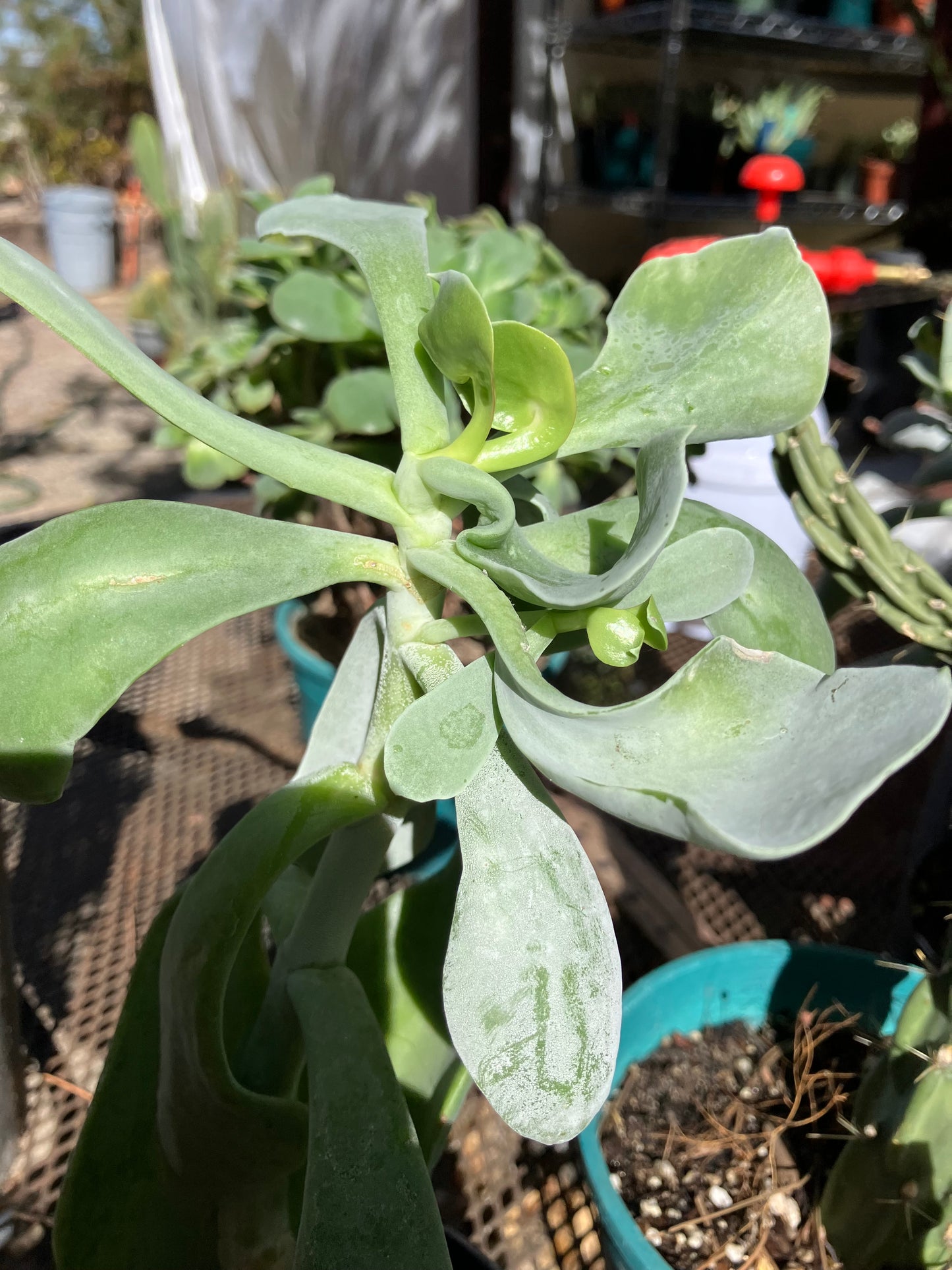 Cotyledon Silver Waves Succulent 9"Tall #99G