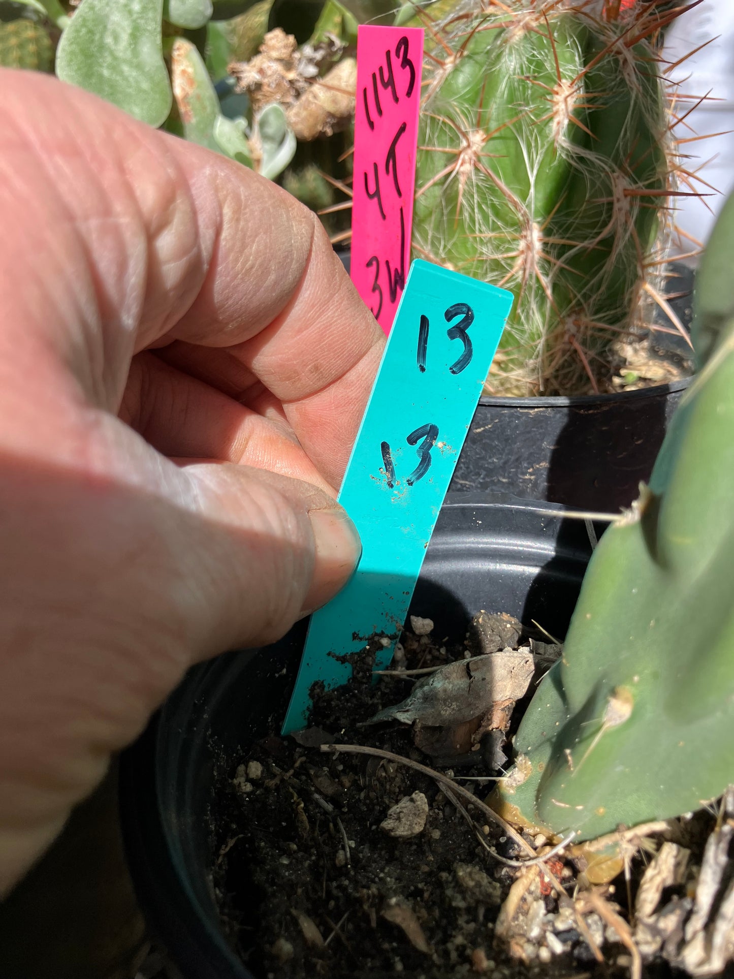 Cholla Cylindropuntia Buckhorn Cactus 13”Tall #13G