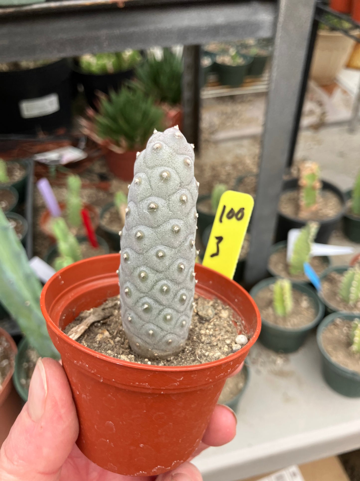 Pine Cone Cactus Tephrocactus~ articulatus var. diadematus Pinecone 3"Tall #100Y