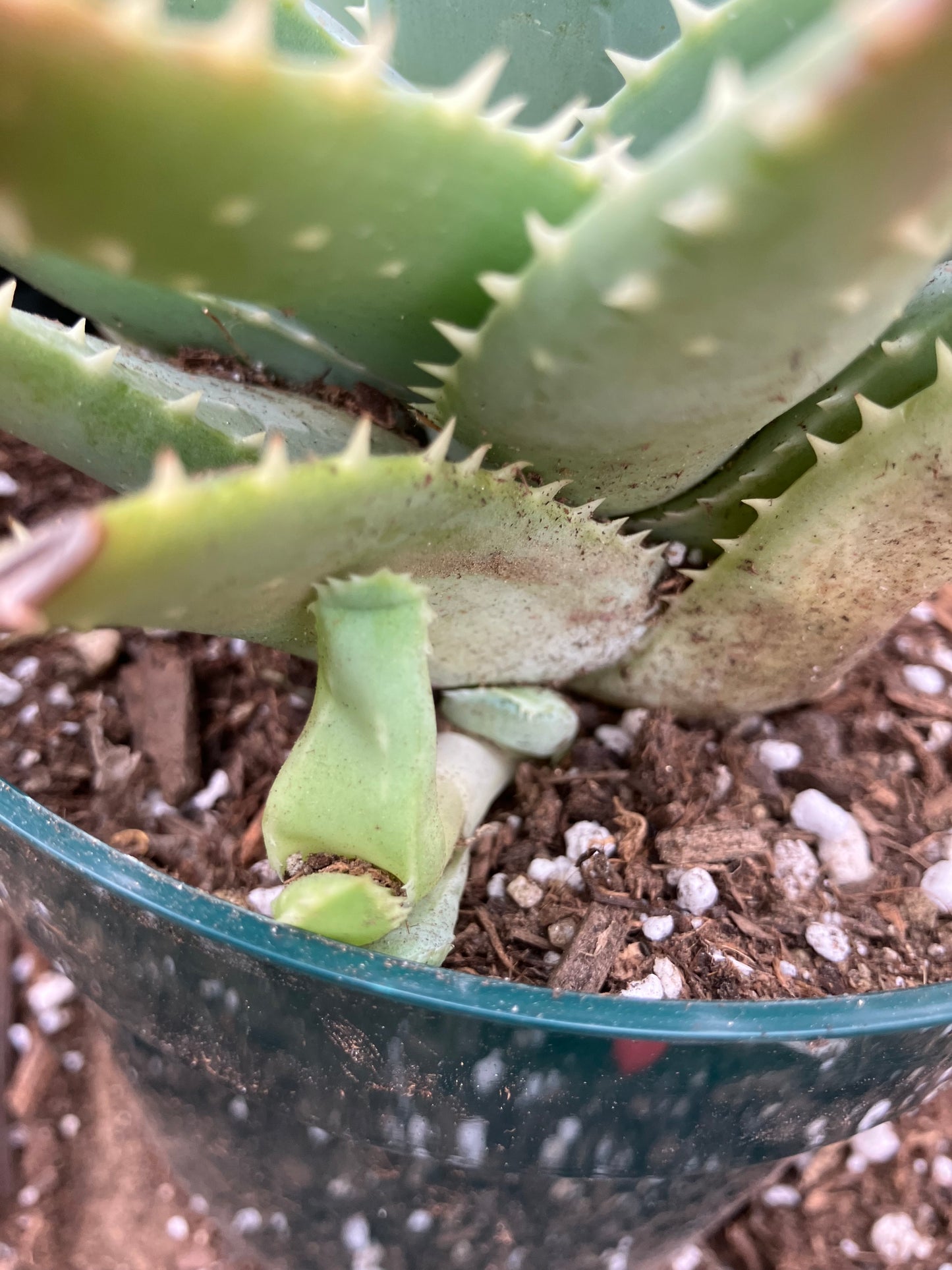 Aloe Brevifolia Short Leaf Aloe Succulent 5"Tall 7" Wide #30P