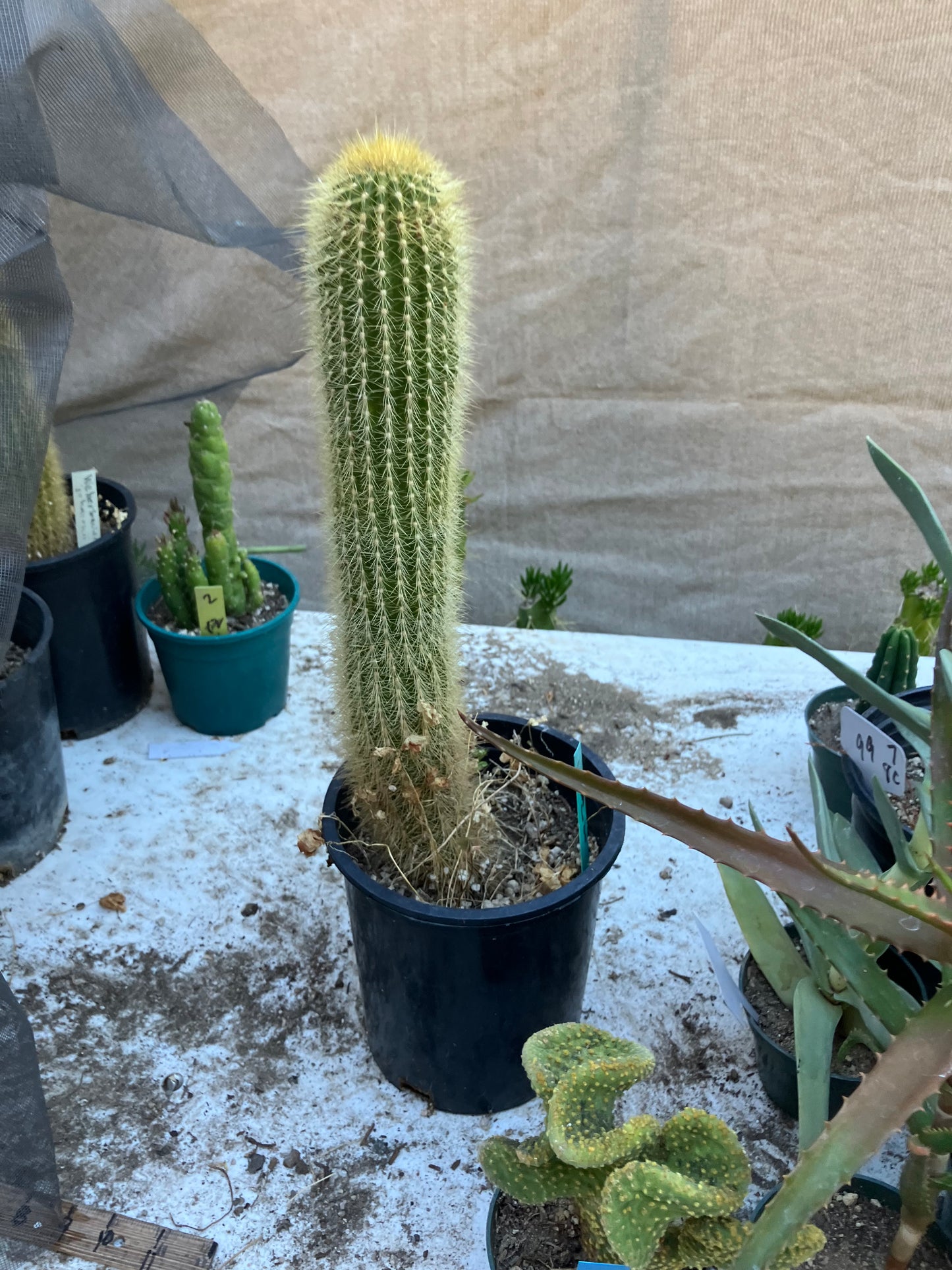 Weberbauerocereus winterianus Golden Fast Growing Columnar 15"Tall 8" circ. #3G