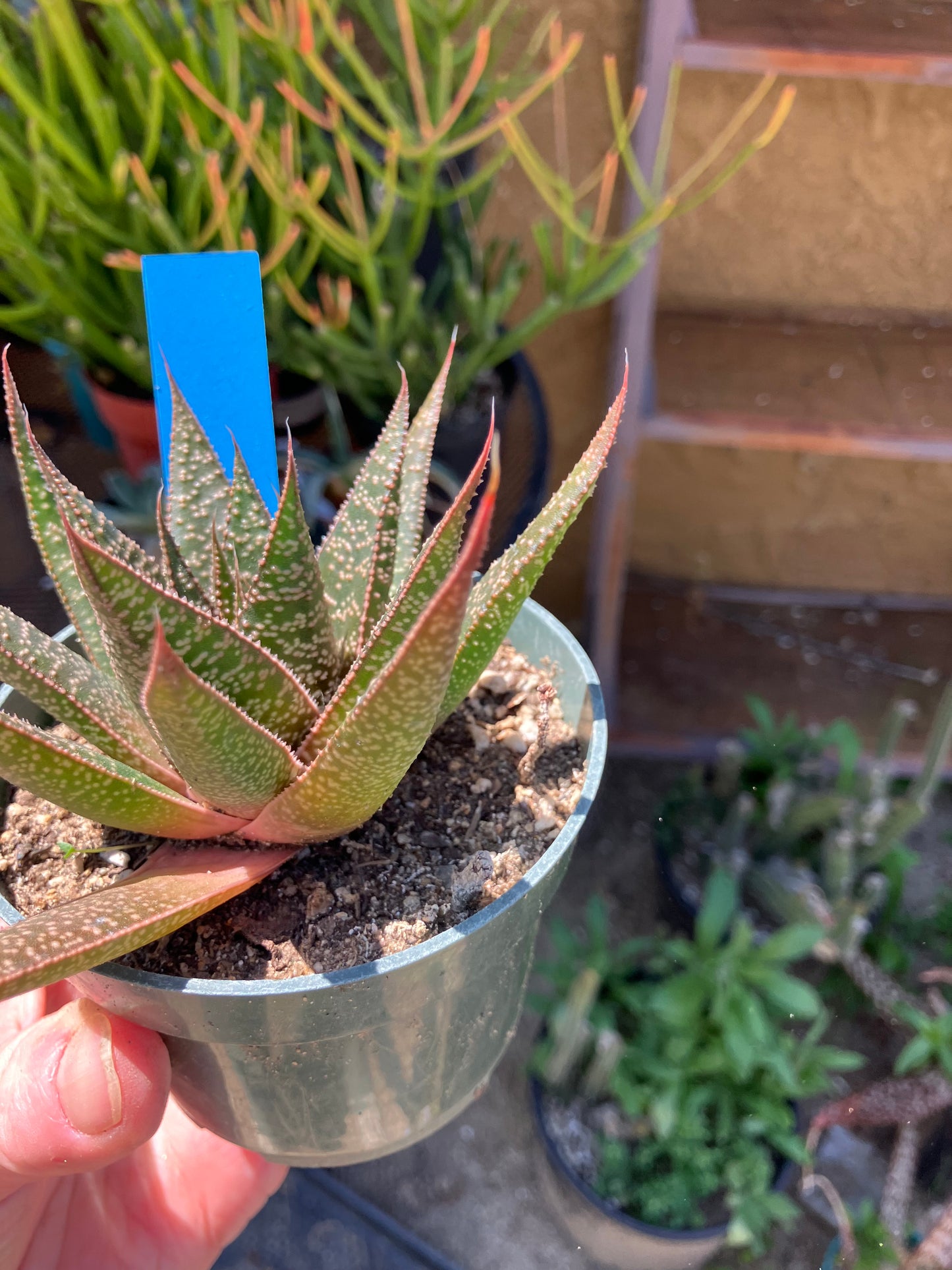 Guinea-fowl aloe  Aristaloe aristata 4”Wide #41B