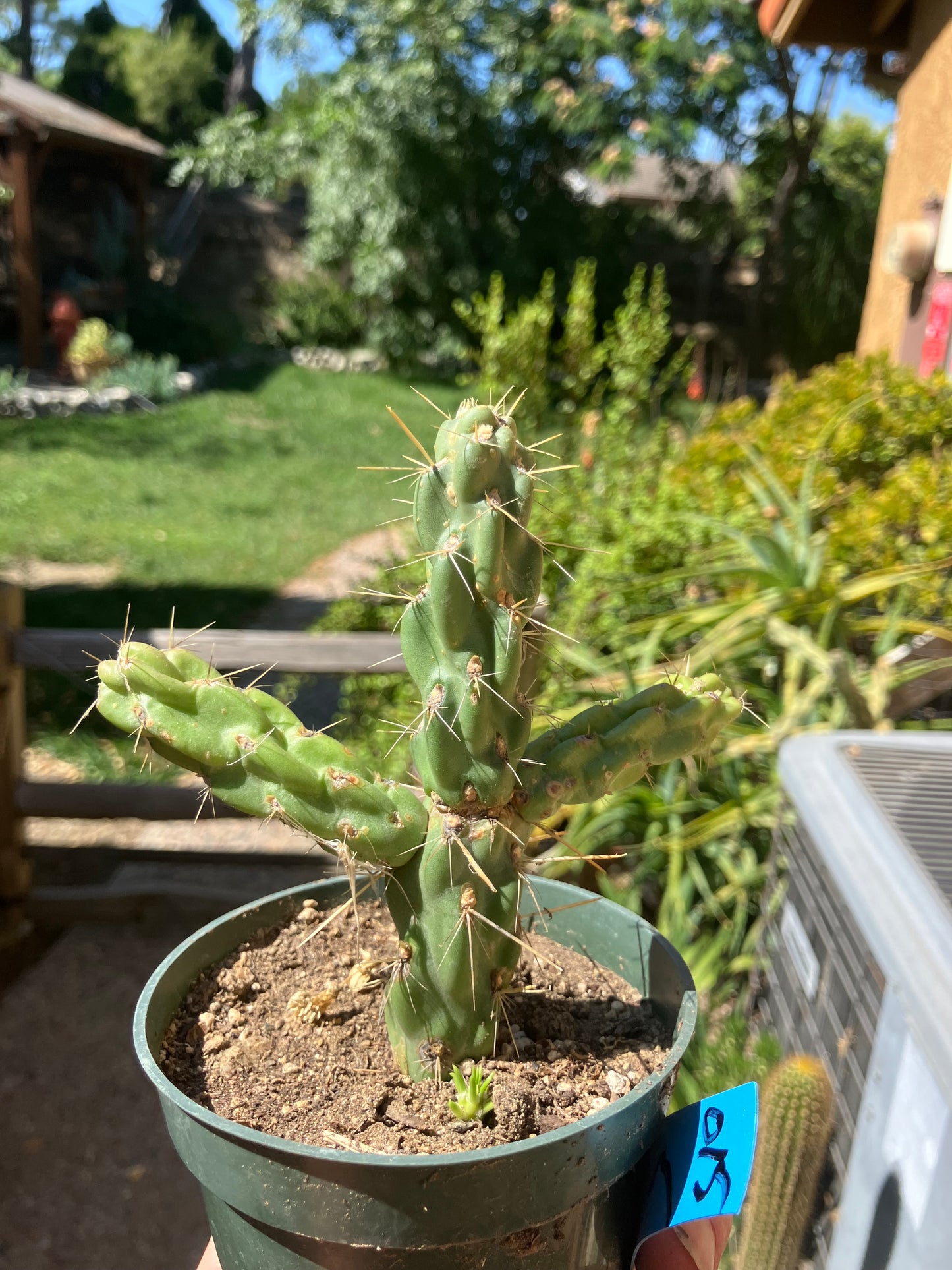 Cholla Cylindropuntia Buckhorn Cactus 5”Tall #015B