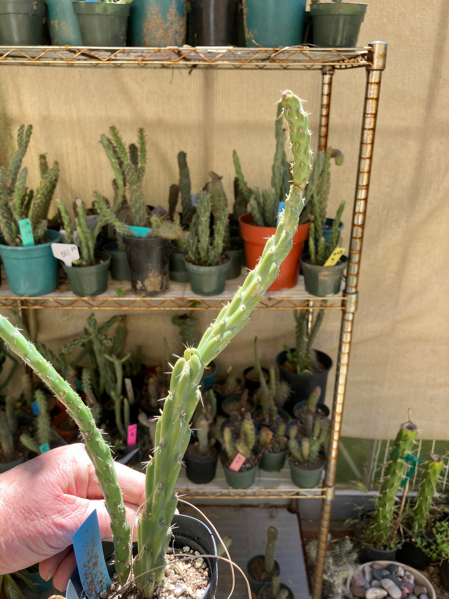 Cholla Cylindropuntia Buckhorn 12”T #12B