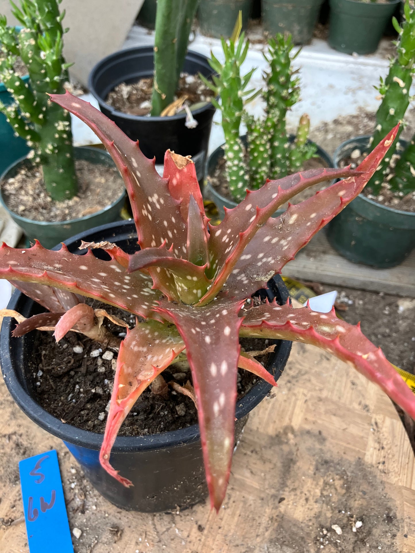 Aloe Hybrid Night Sky Reddens with Extreme temps 6"Wide This Exact Plant #5B