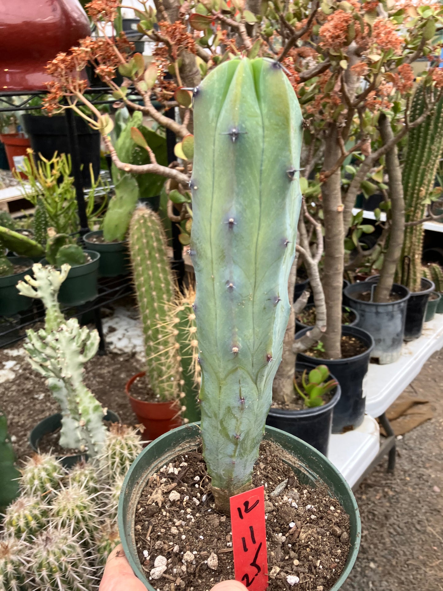 Myrtillocactus cochal Candelabra Cactus 11"Tall 2.5" Wide #12R