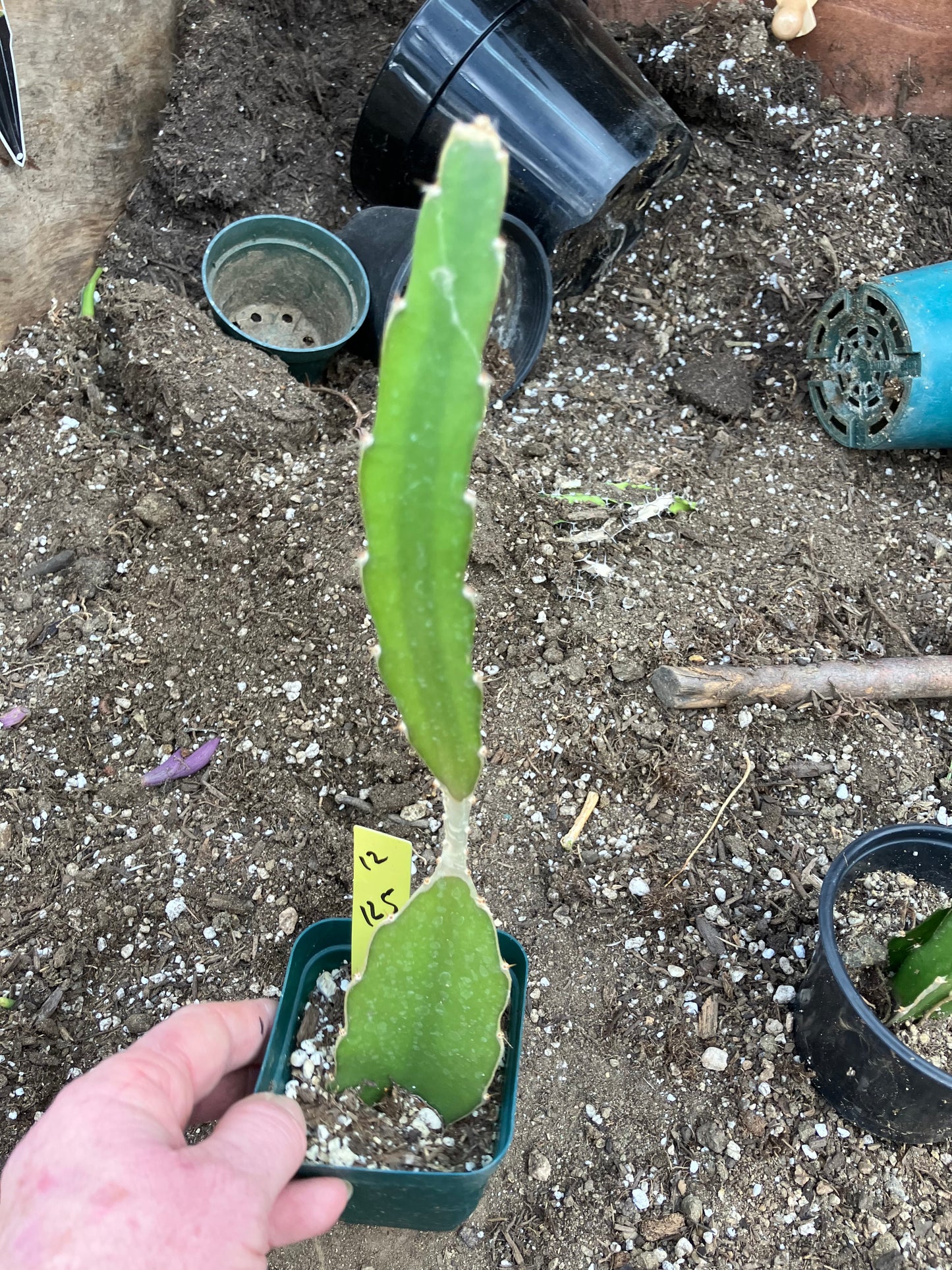 Dragon Fruit Plant Rooted Pitaya or Pitahaya 12.5" Tall #12Y
