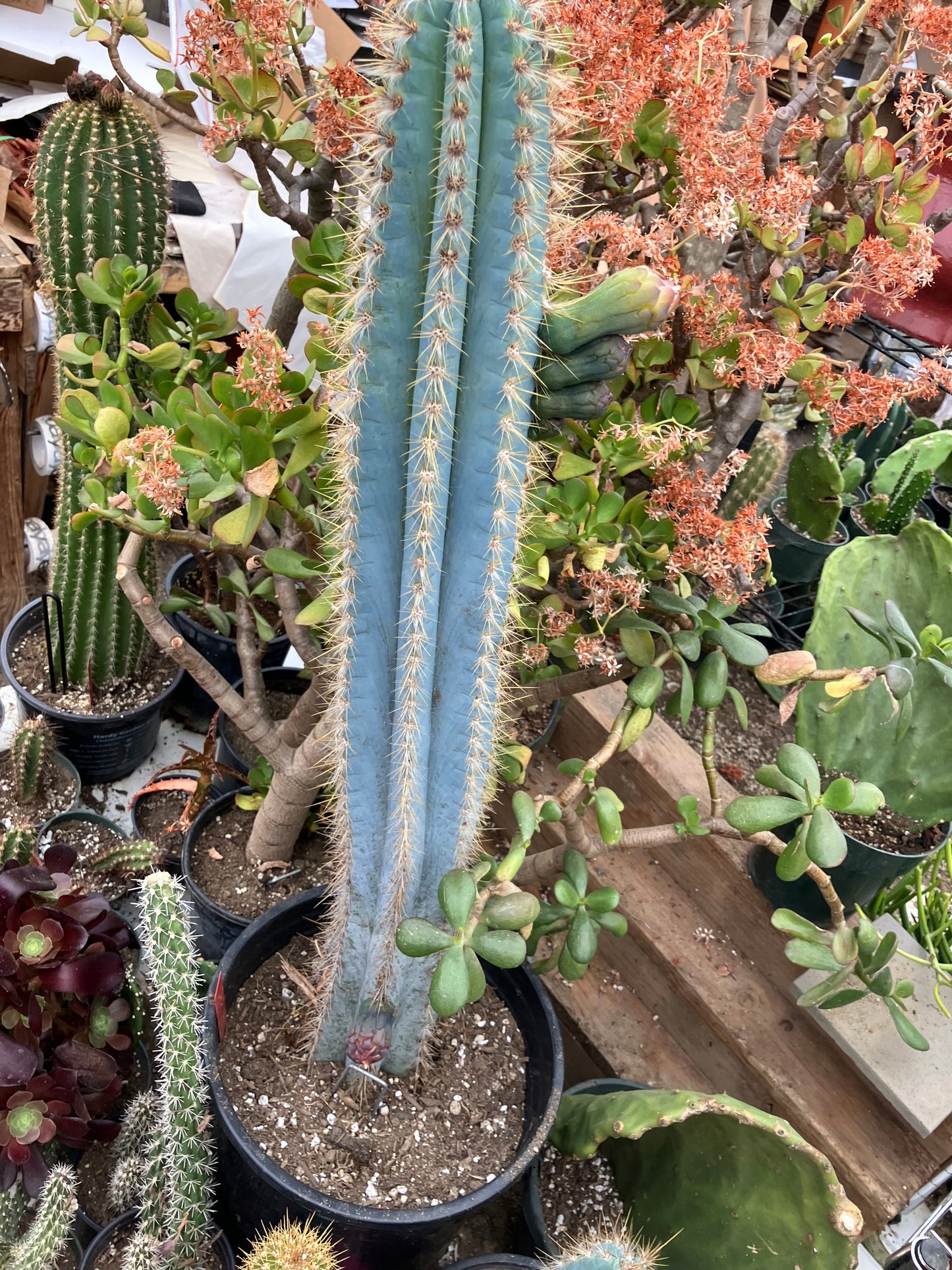 Pilosocereus Blue Azureus Cactus 28" Tall 12.5"Circumference #822R