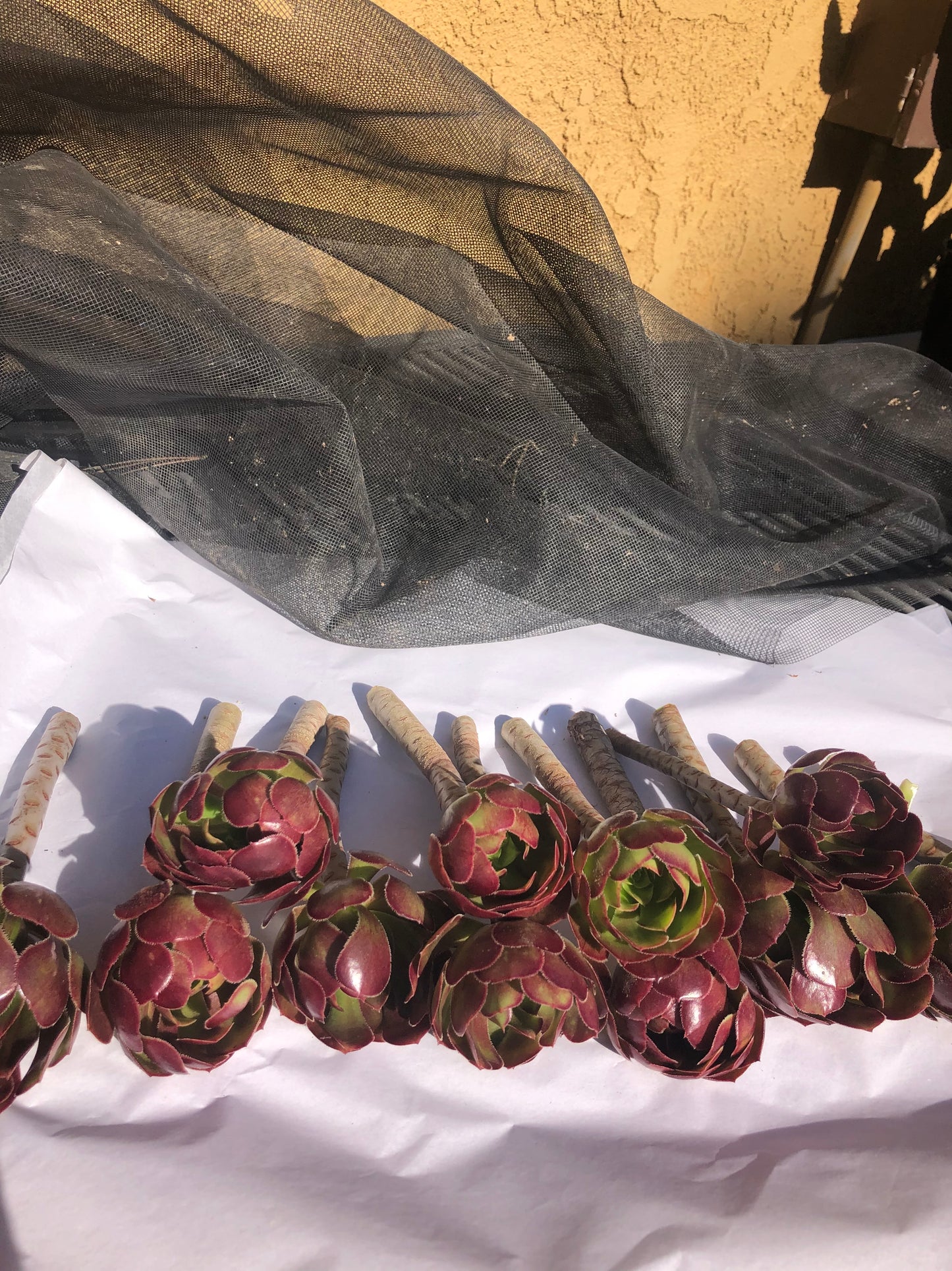 Red Aeonium "Jack Catlin" Twelve (12) Beautiful 6" Tall UnRooted Cuttings