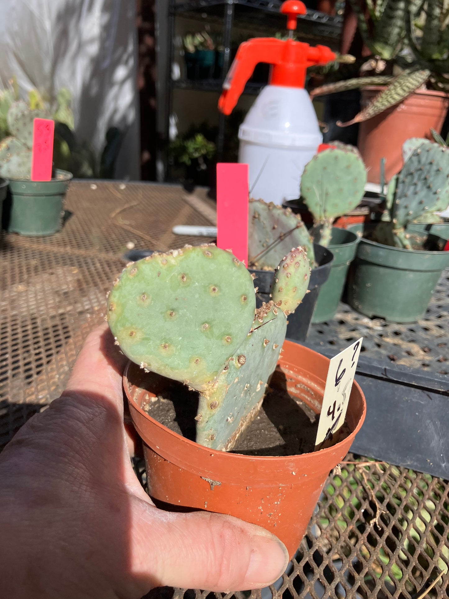 Opuntia Santa Rita Purple Prickly Pear Cactus 4”Tall #6Y