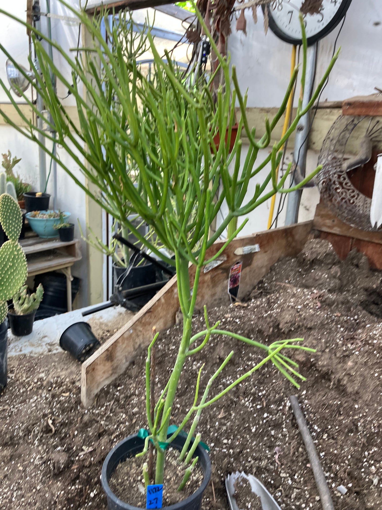 Euphorbia tirucalli Pencil cactus 27"Tall 11"Wide #1172B