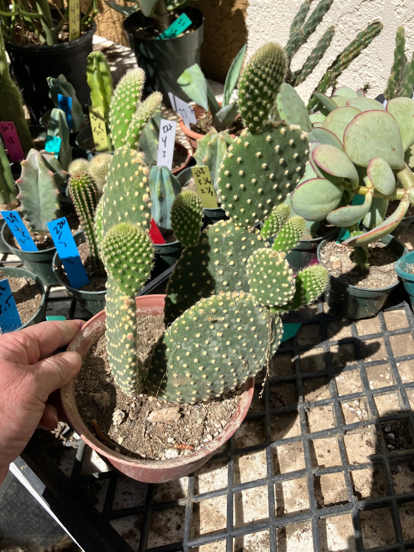 Opuntia microdasys Off White Bunny 8"Tall #6G