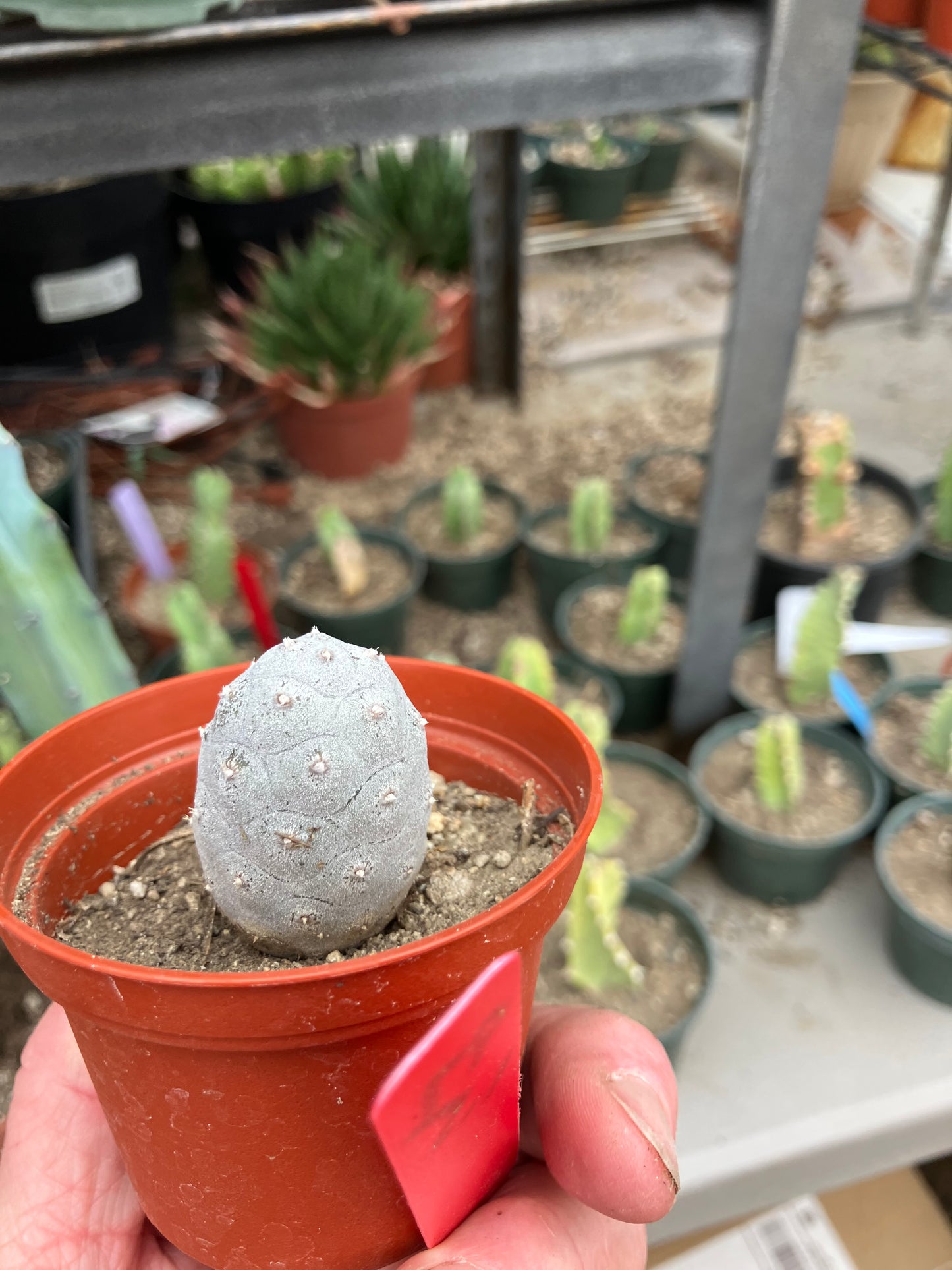 Pine Cone Cactus Tephrocactus~ articulatus var. diadematus Pinecone 1.5"Tall #97R