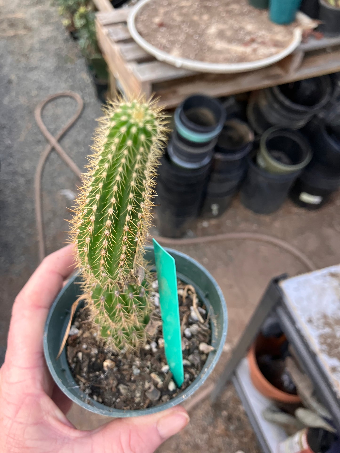 Golden Torch Cactus - Trichocereus spachianus 8”Tall #89G