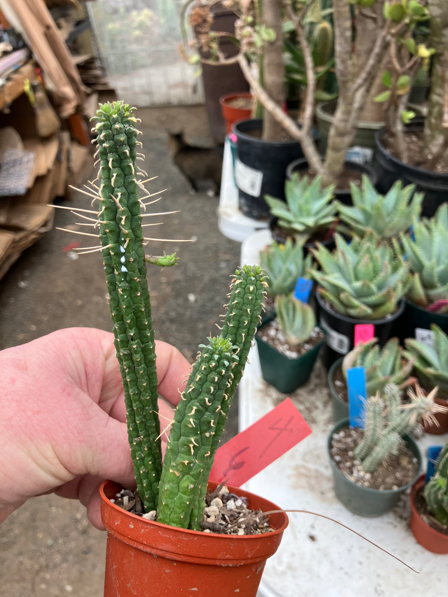 Euphorbia mammillaria GREEN Corn Cob 6"Tall #4R
