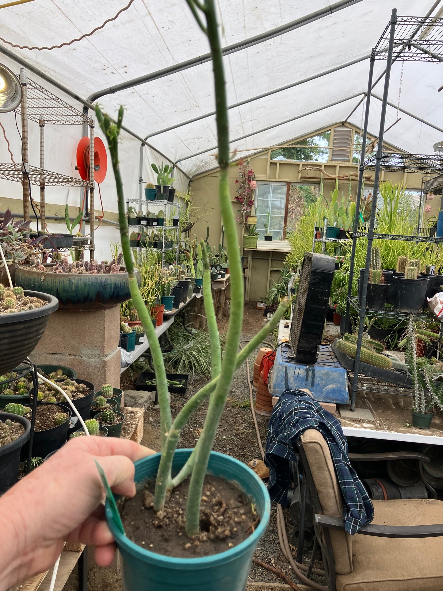 Euphorbia leucodendron Cat Tail 17" Tall #17G