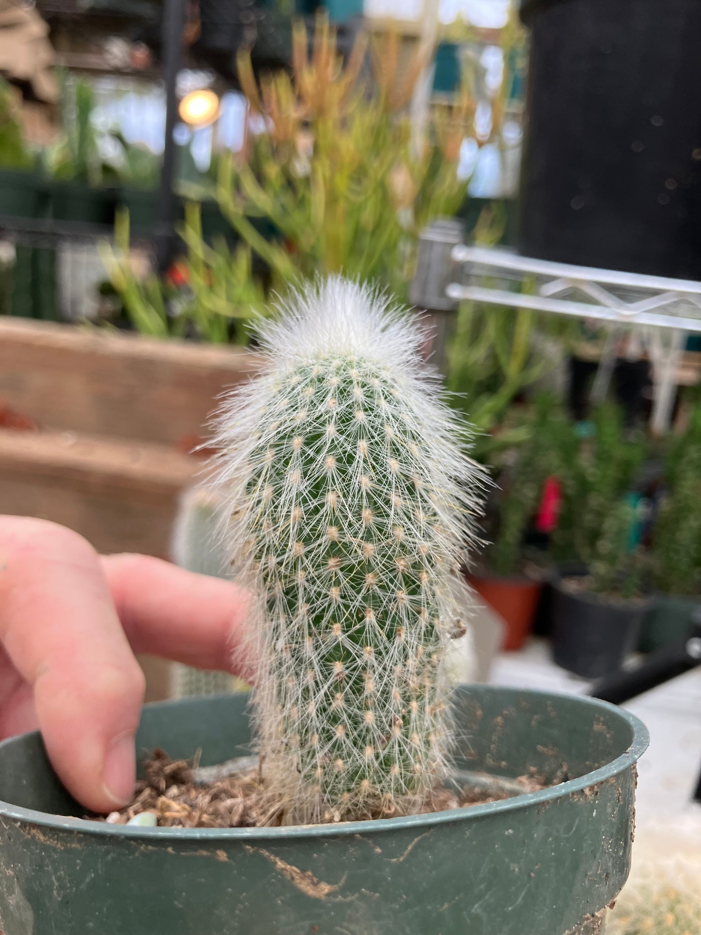 Oreocereus doelzianus Old Woman, Old Man Cactus 3"Tall #33R