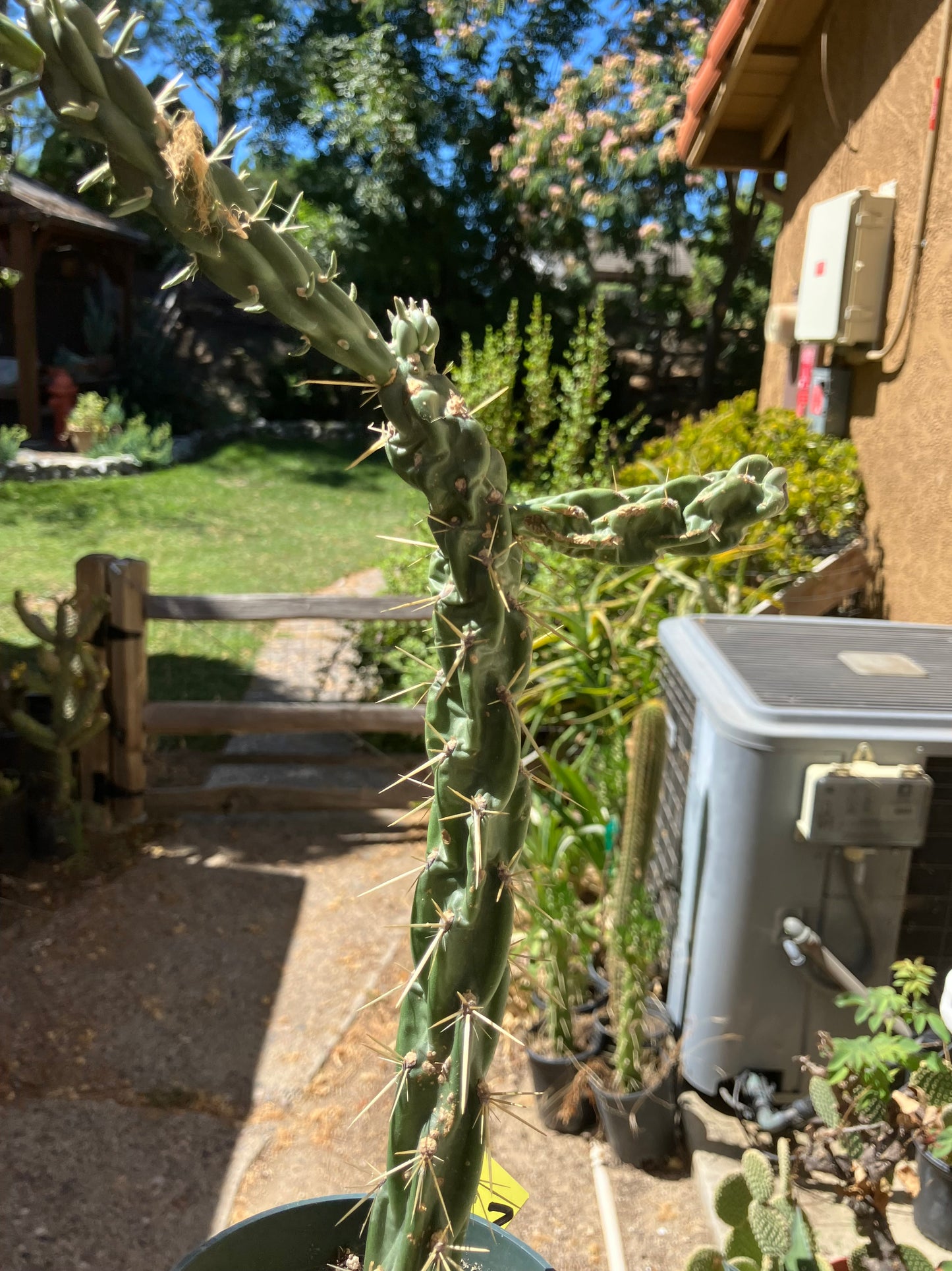 Cholla Cylindropuntia Buckhorn Cactus 10”Tall #47Y
