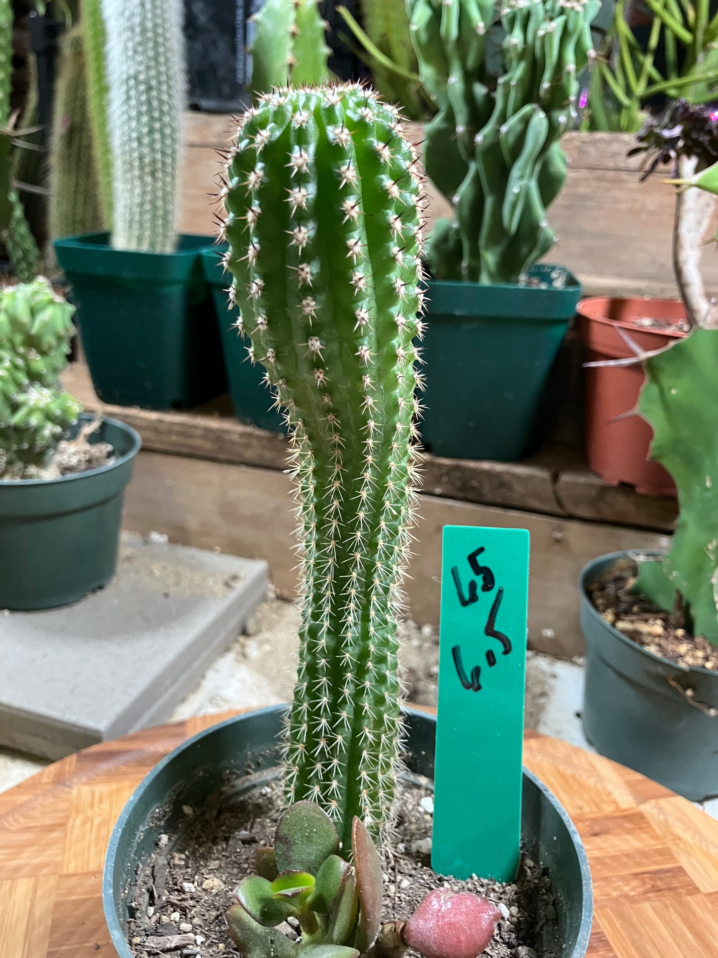 Pachycereus pecten-aboriginum Indian Comb Cactus 6.5"Tall #65G