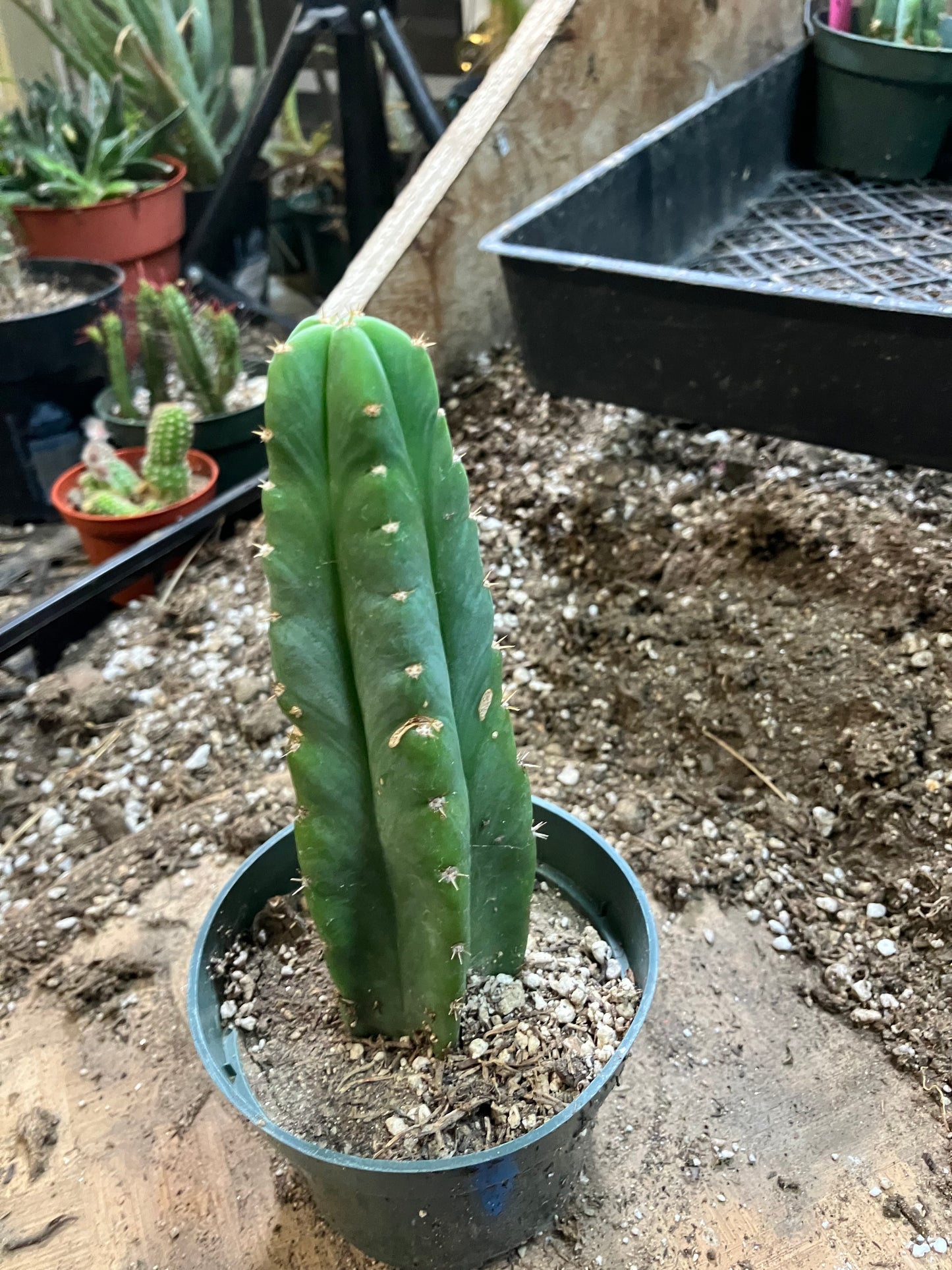 San Pedro Cactus - Trichocereus pachanoi 6"Tall #6B