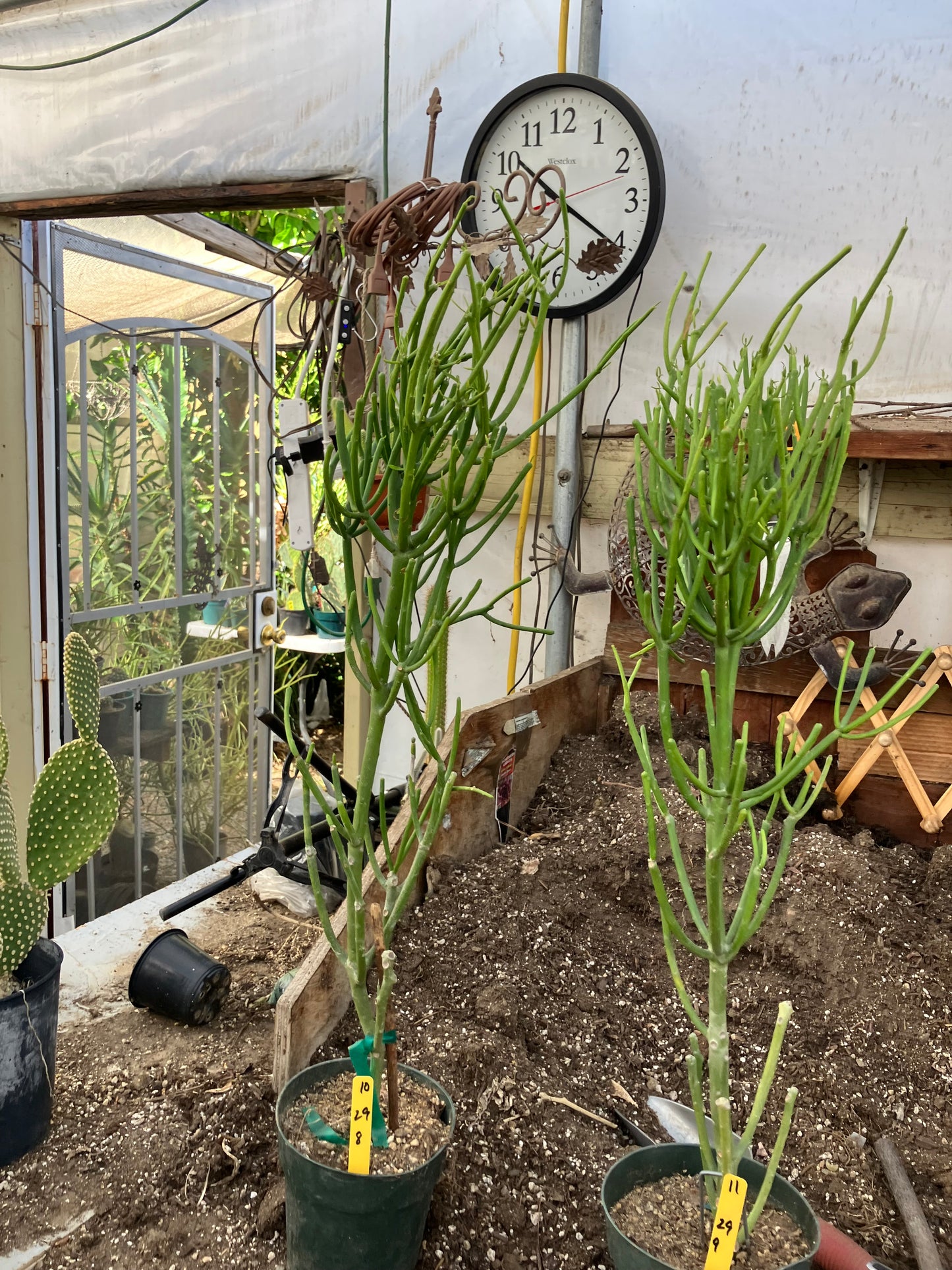 Euphorbia tirucalli Two (2)Twin Pencil Cactus 29"Tall 9"Wide #10Y,11Y