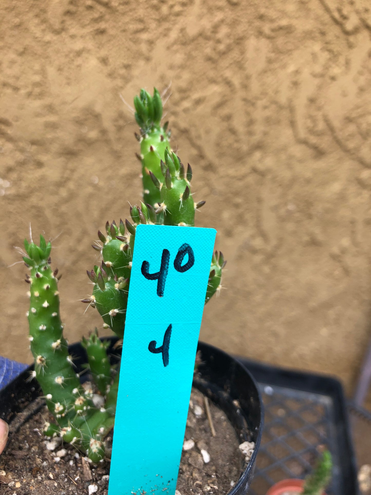 Austrocylindropuntia Cactus Gumbi Mini Eve's Needle 4"Tall #40G
