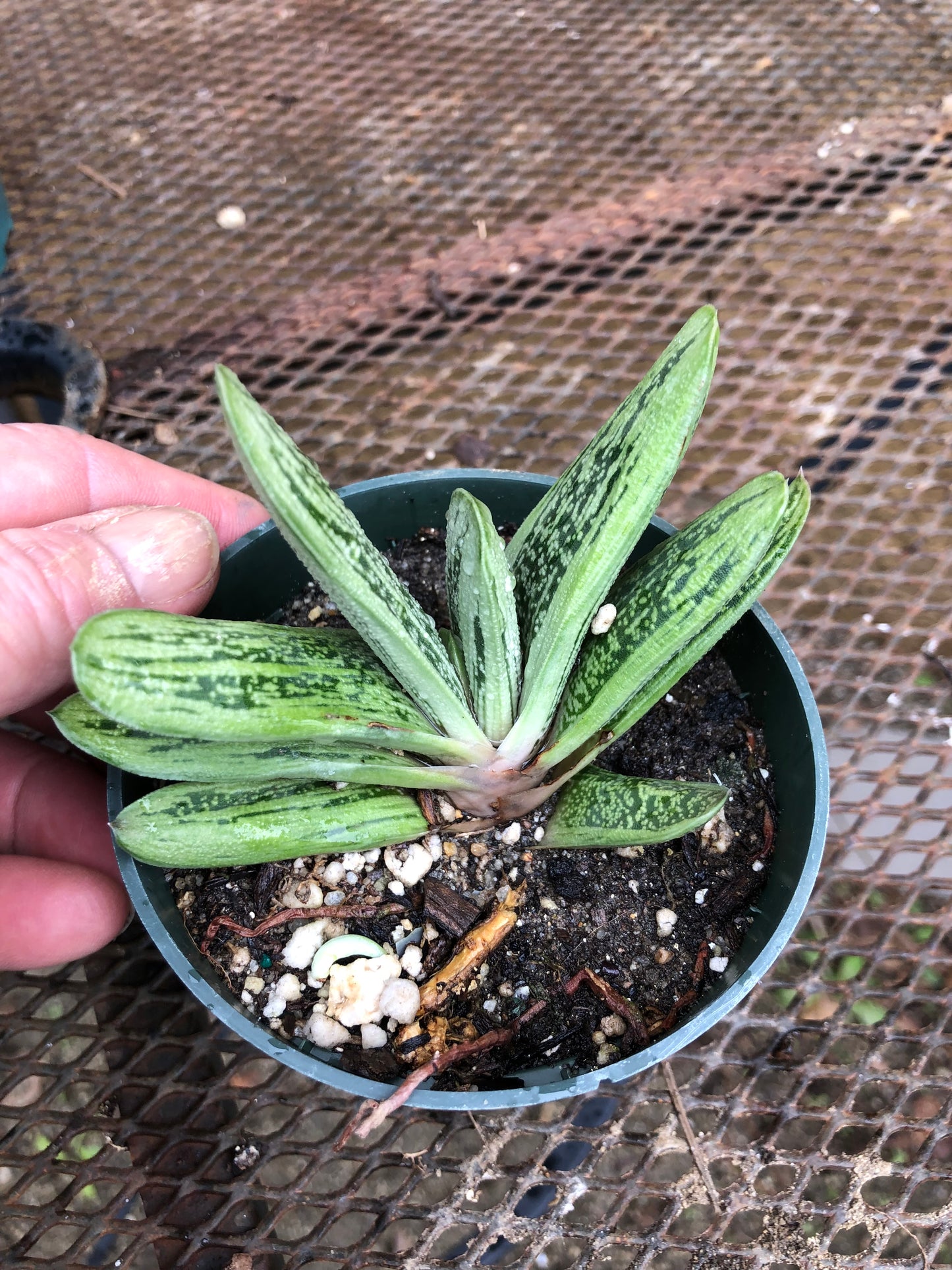 Gasteria Little Warty 3.5”W
