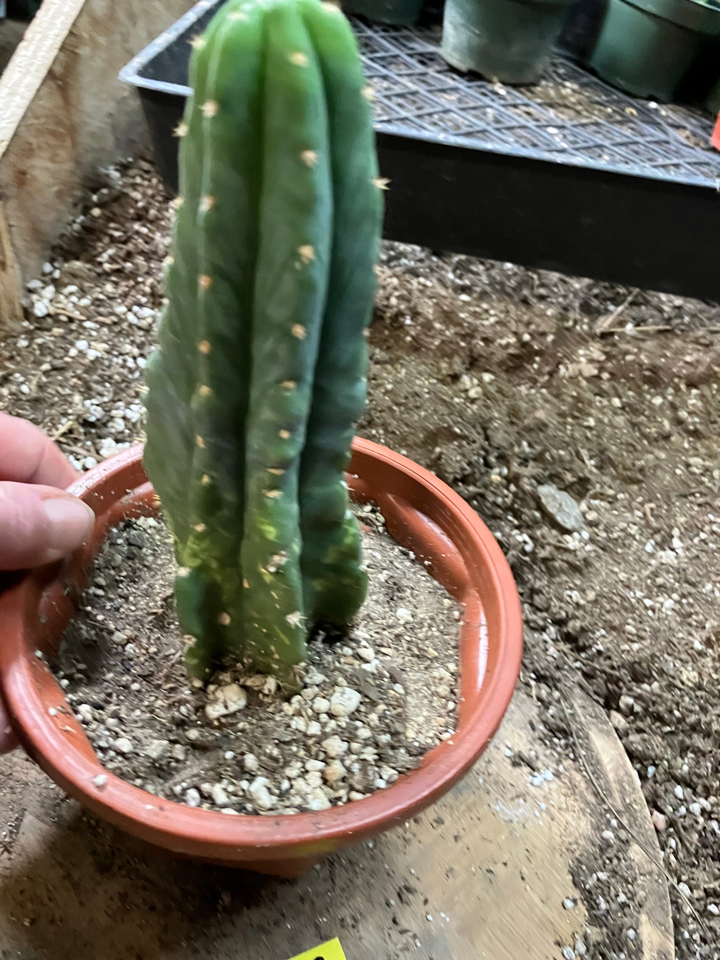 San Pedro Cactus - Trichocereus pachanoi 7"Tall #7Y