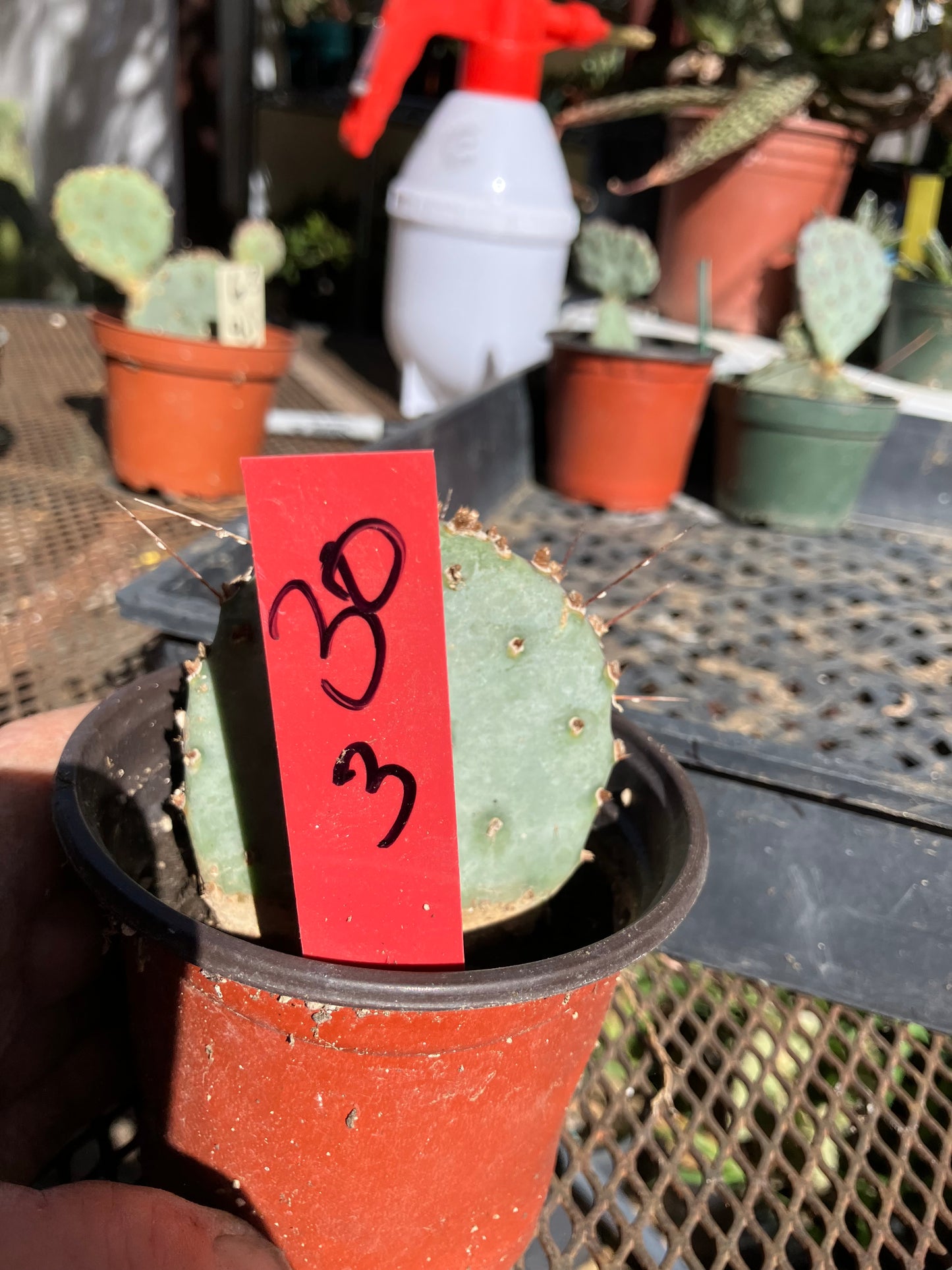 Opuntia Santa Rita Purple Prickly Pear 3”Tall #30R