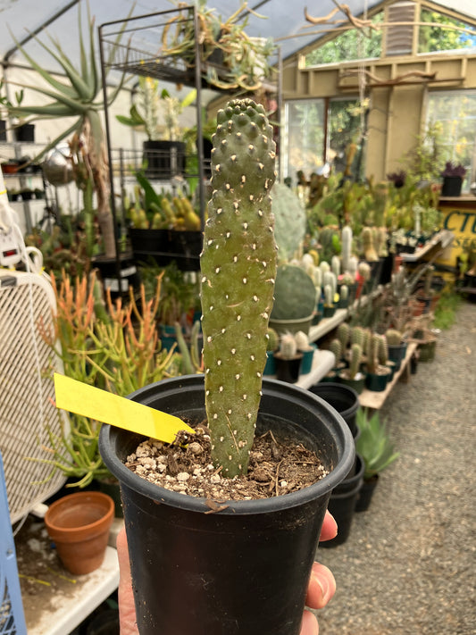 Opuntia Consolea rubescens Road Kill Roadkill Cactus 6.5”Tall This Plant #64Y