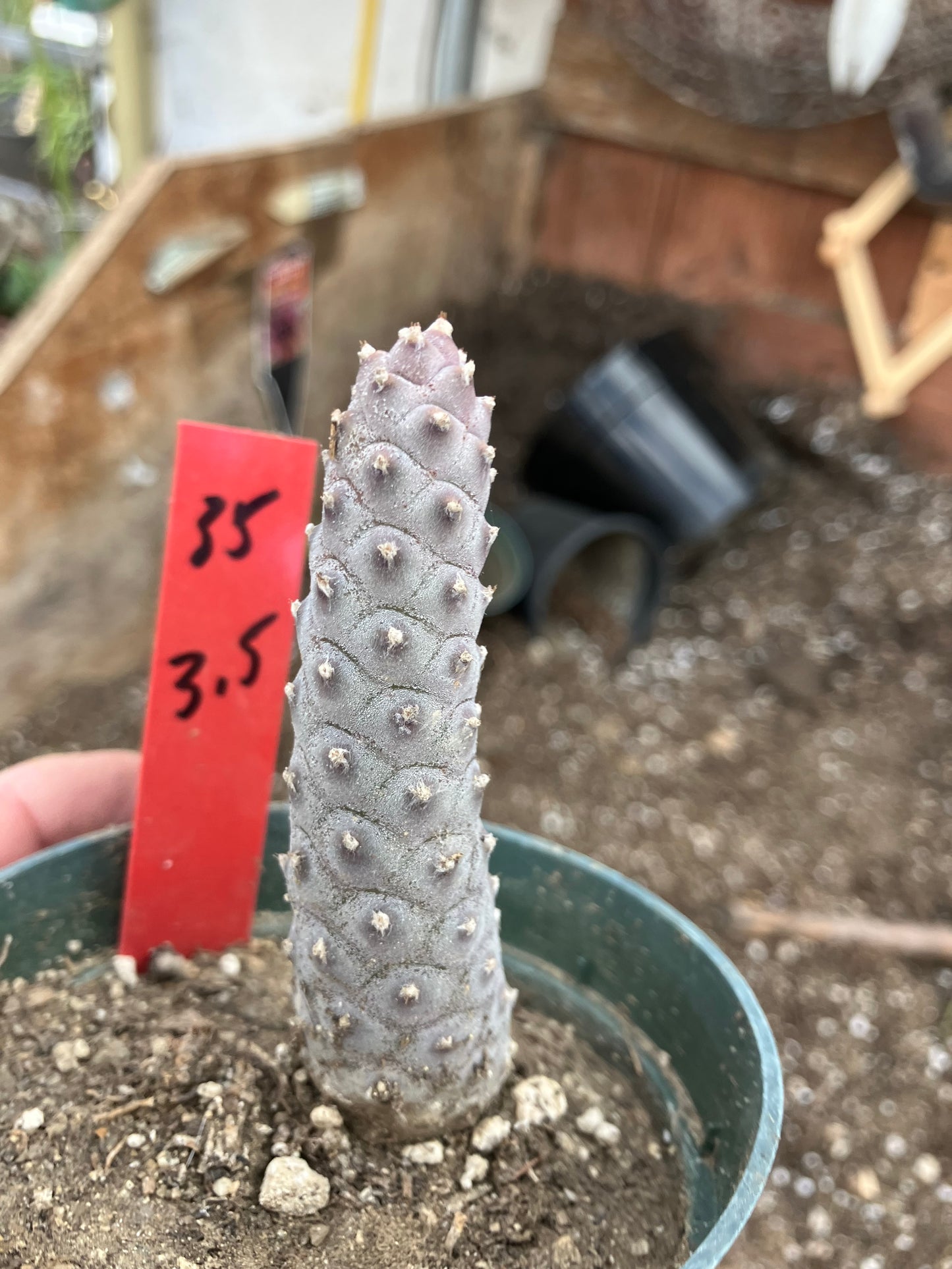 Pine Cone Cactus Tephrocactus~ articulatus var. diadematus Pinecone 3.5"Tall #35R