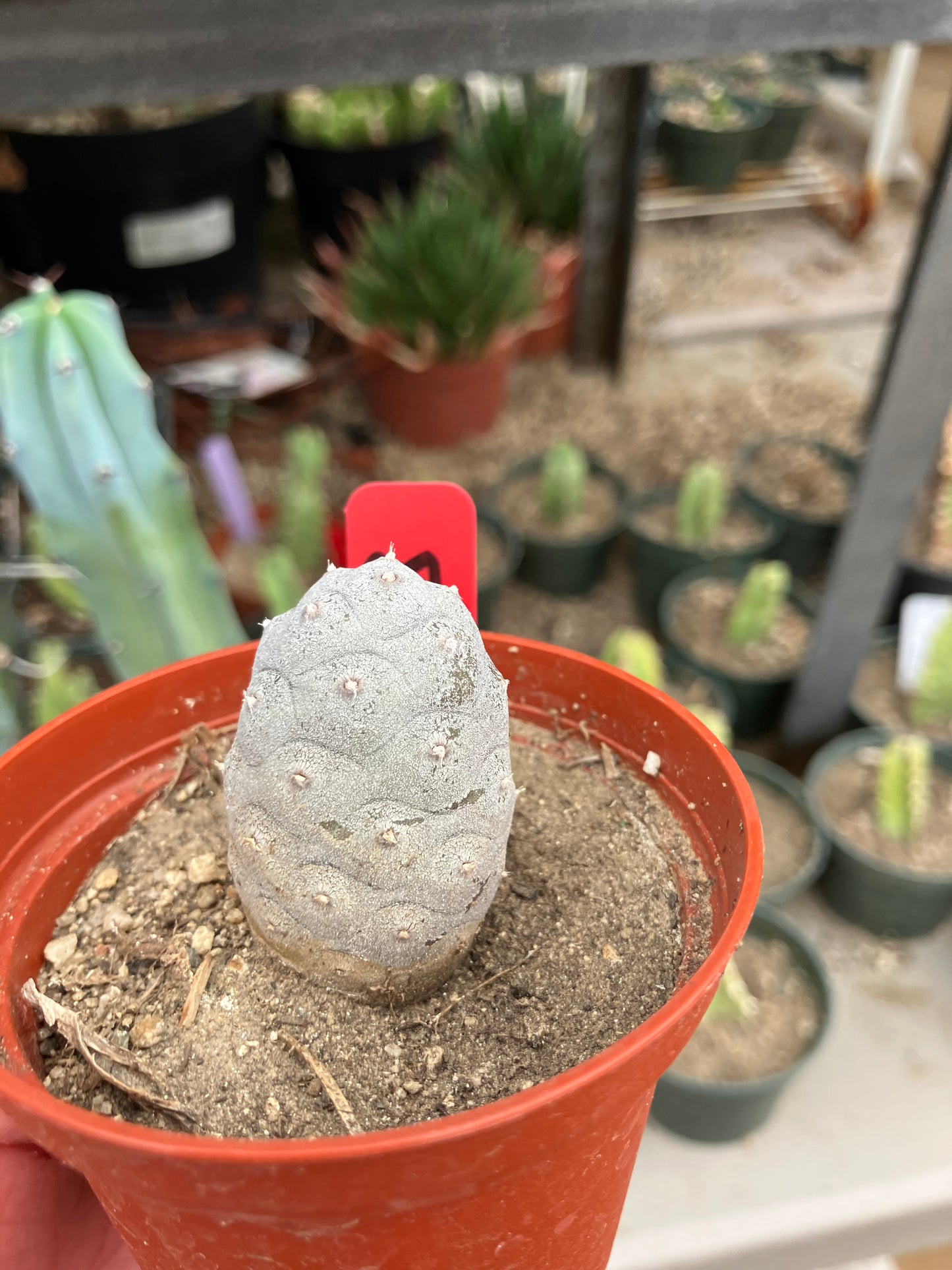 Pine Cone Cactus Tephrocactus~ articulatus var. diadematus Pinecone 1.5"Tall #97R