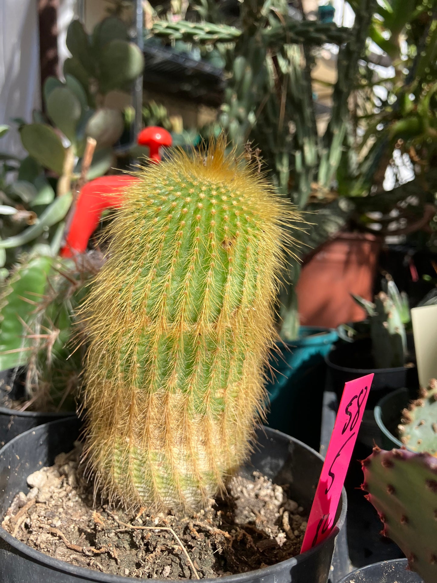 Notocactus leninghausii 5"Tall Cactus #58P
