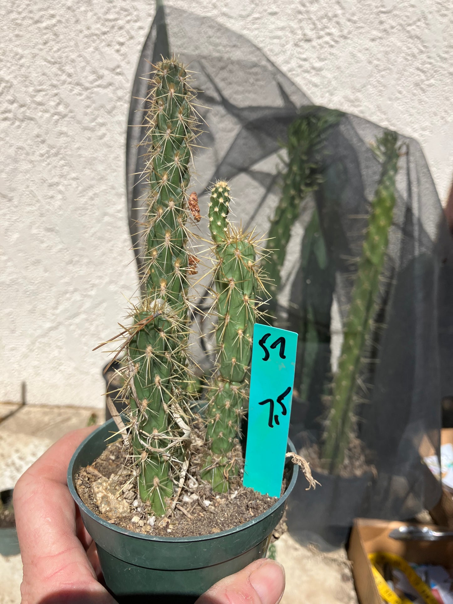 Cholla Cylindropuntia Buckhorn Cactus 7.5”Tall #57G