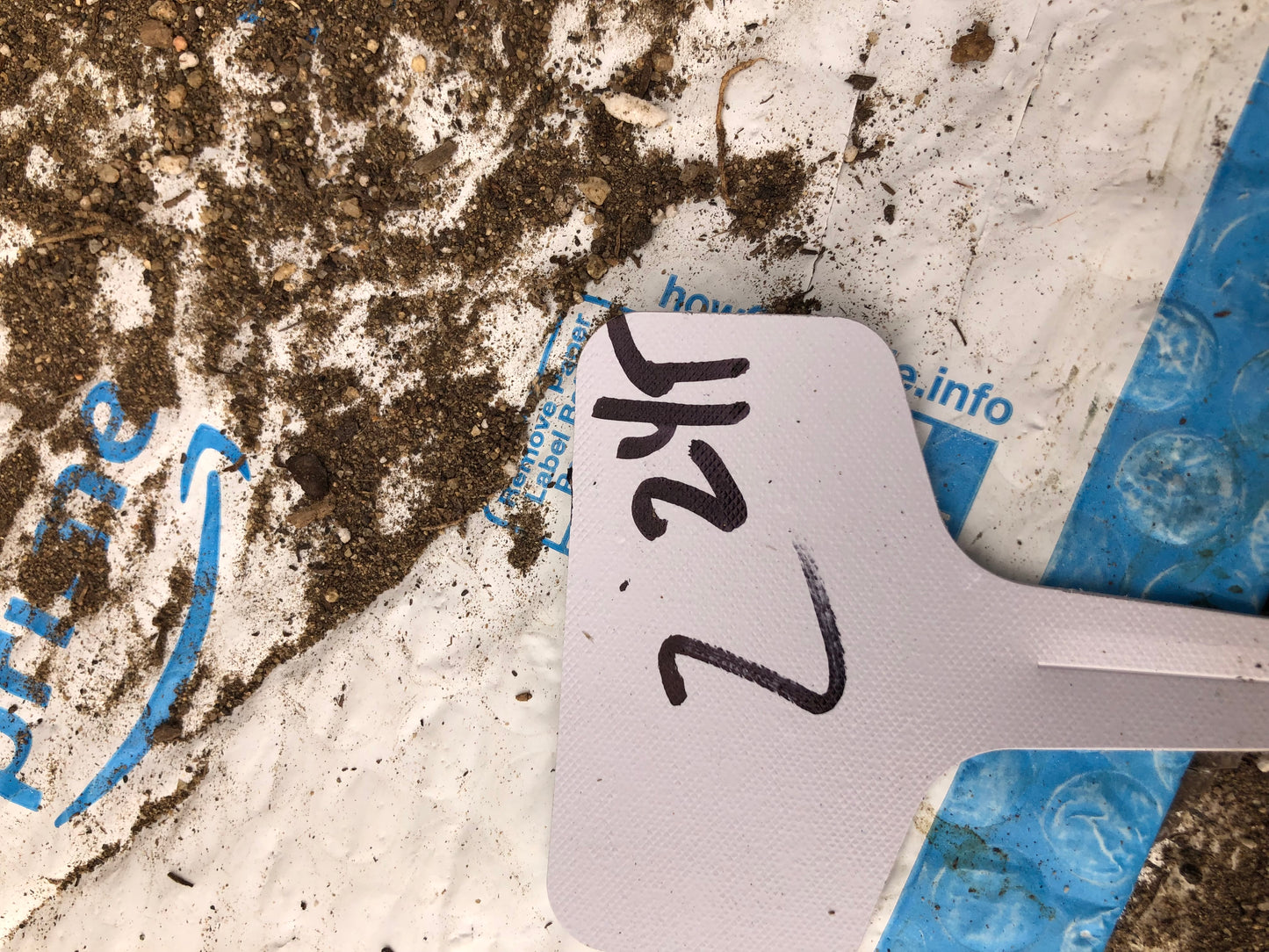 Cholla Cylindropuntia  Buckhorn 24”Tall #2W